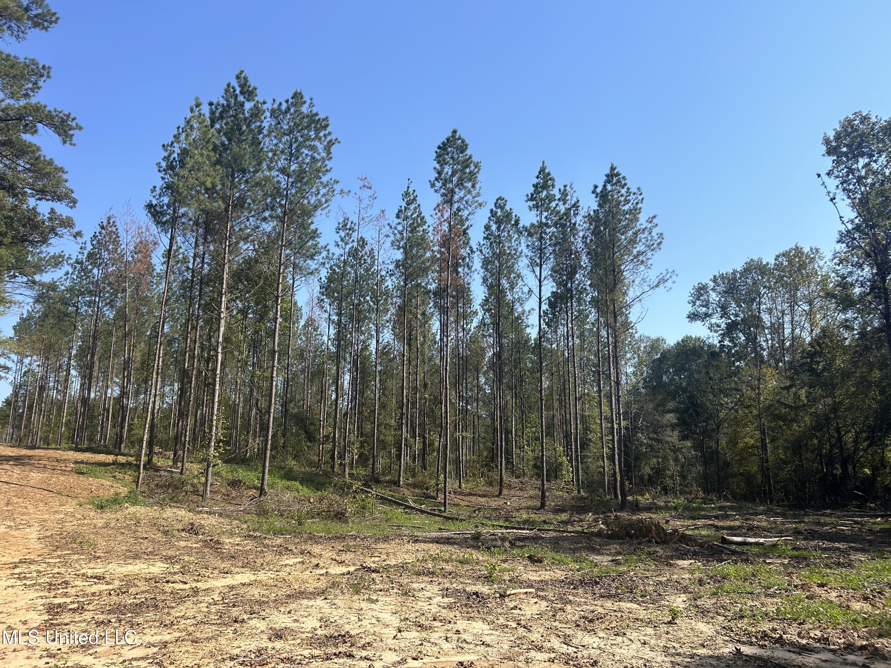 Rails Road, Georgetown, Mississippi image 9