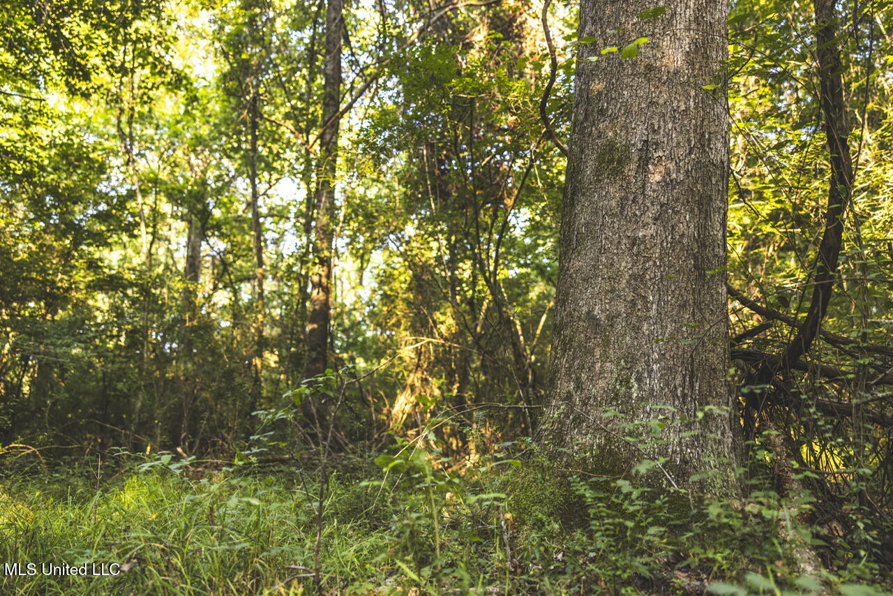 Vaughn Road, Benton, Mississippi image 33