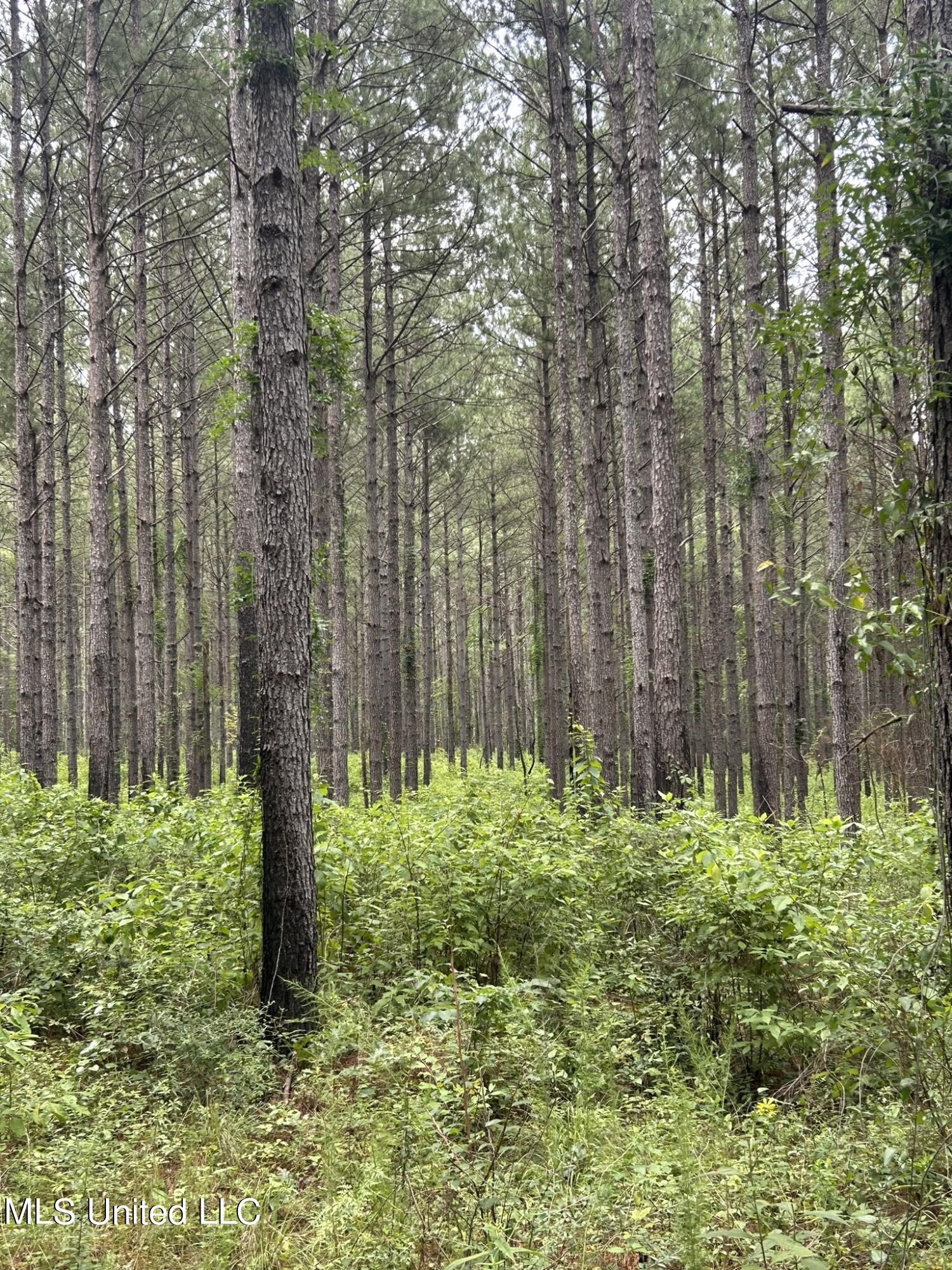 Highway 49 N, Mount Olive, Mississippi image 21