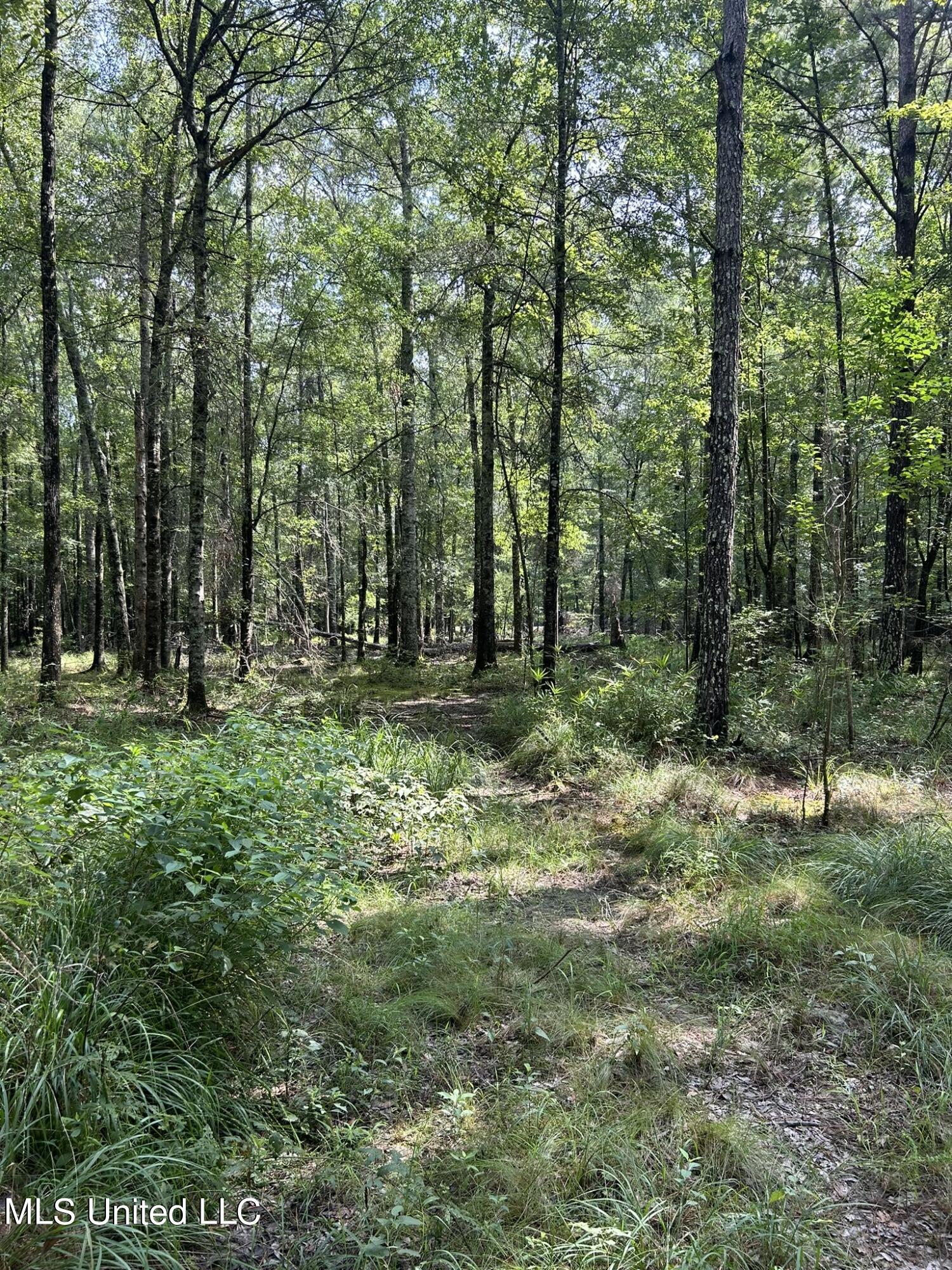 Highway 49 N, Mount Olive, Mississippi image 3