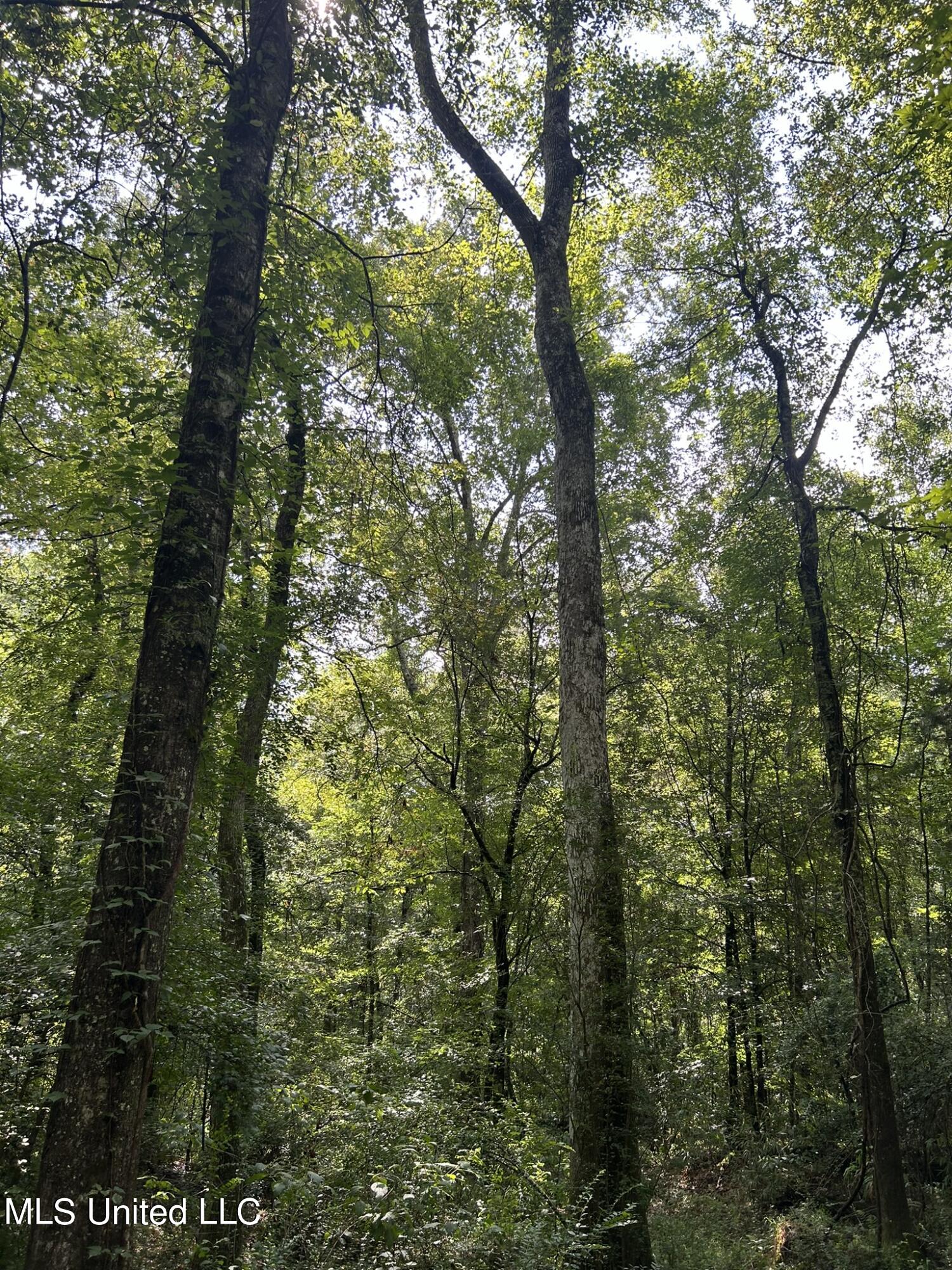 Highway 49 N, Mount Olive, Mississippi image 8