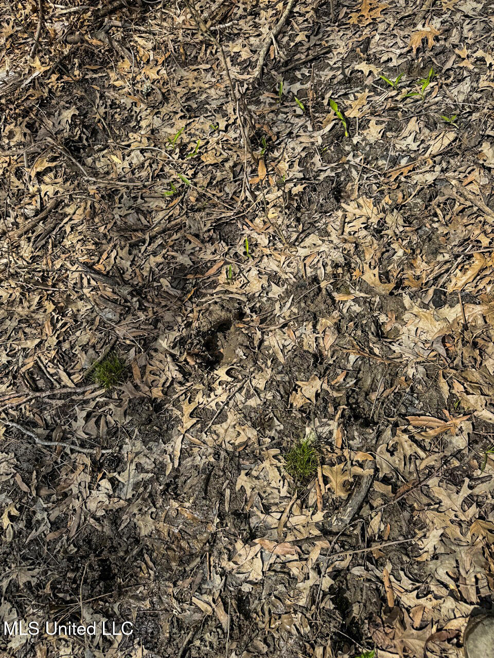 4000 Highway 65, Clayton, Louisiana image 25