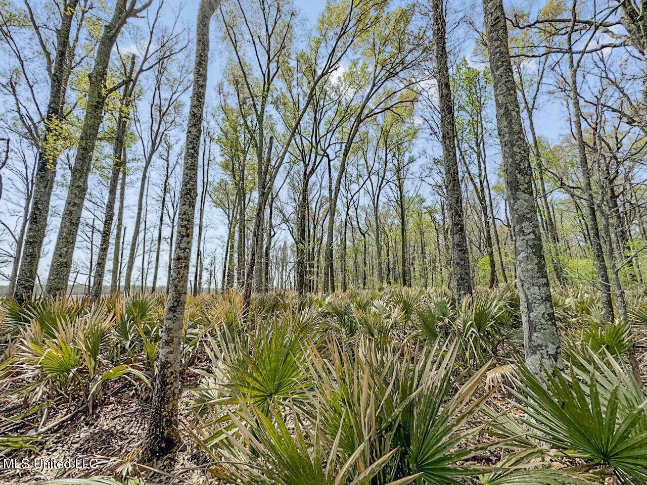 4000 Highway 65, Clayton, Louisiana image 22