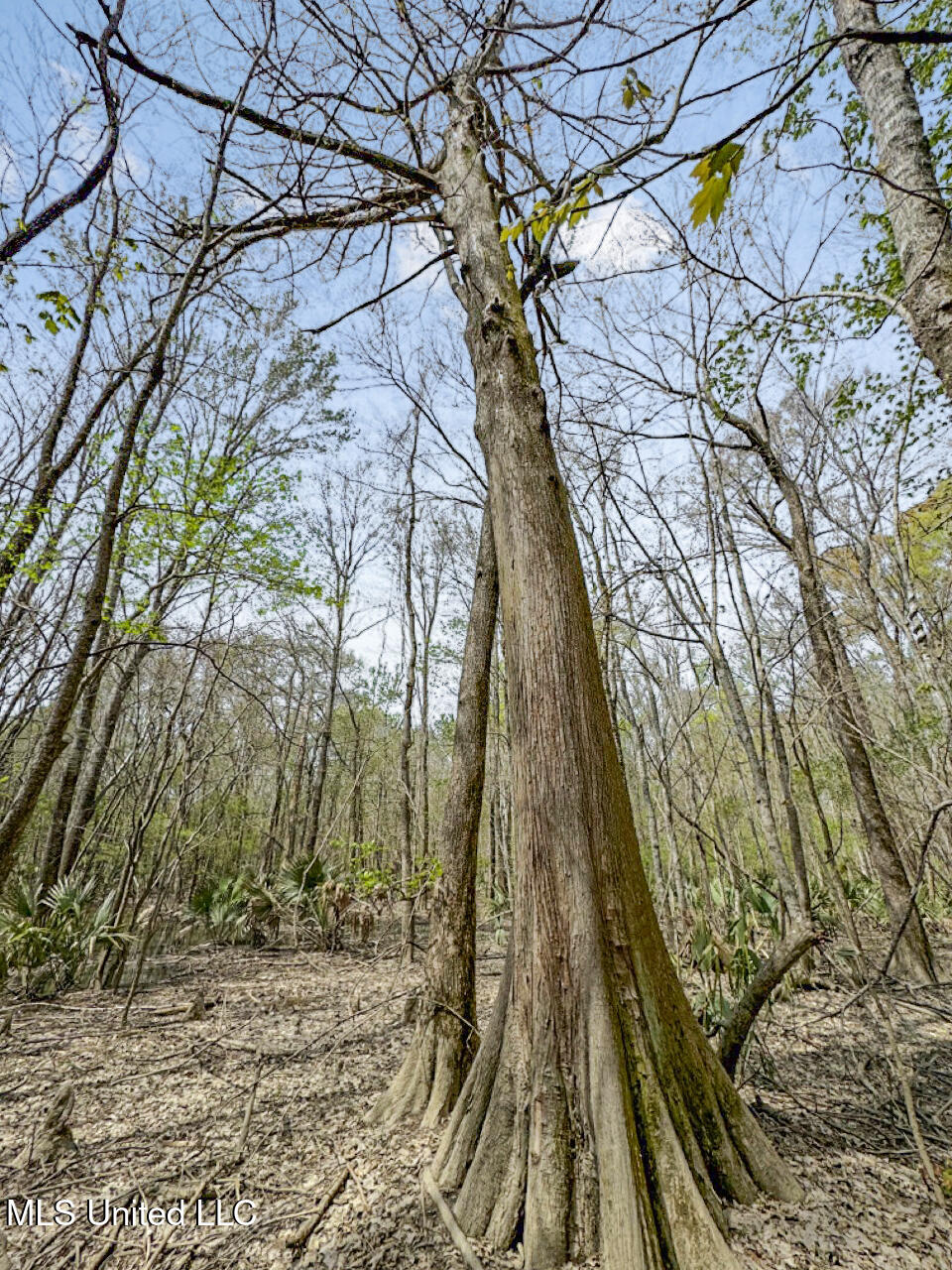 4000 Highway 65, Clayton, Louisiana image 30