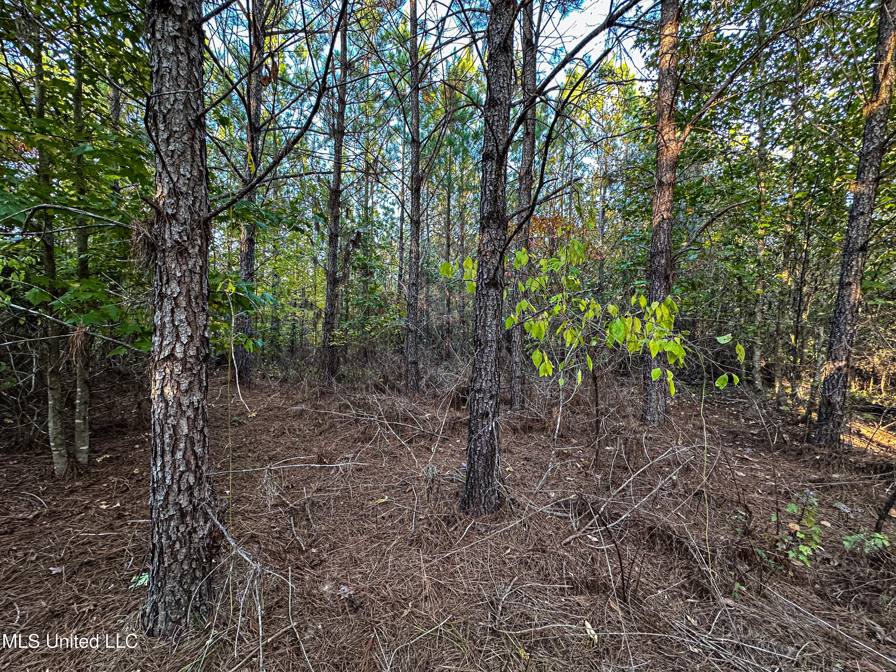 01 County Road 107, Pittsboro, Mississippi image 32