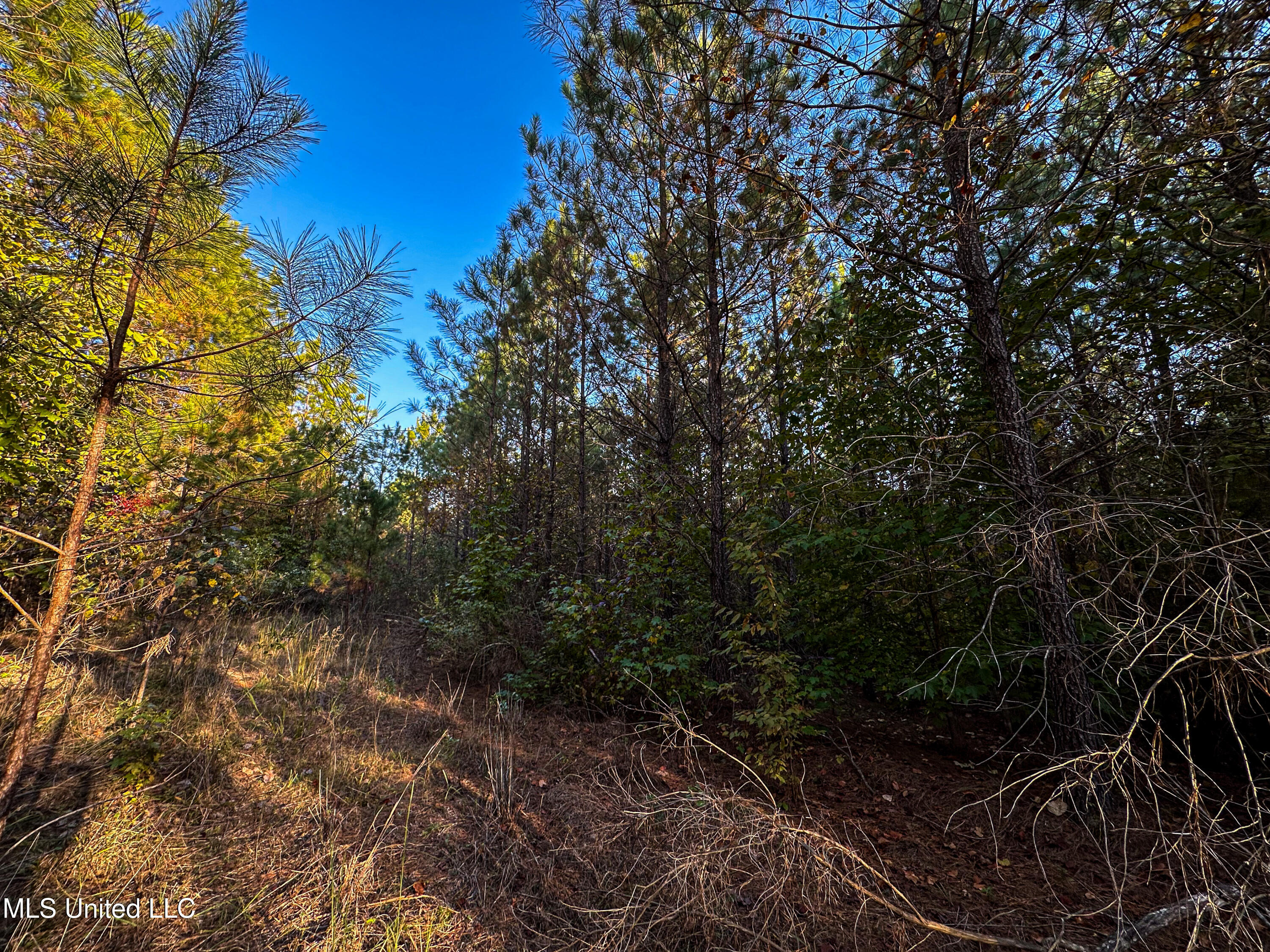 01 County Road 107, Pittsboro, Mississippi image 31