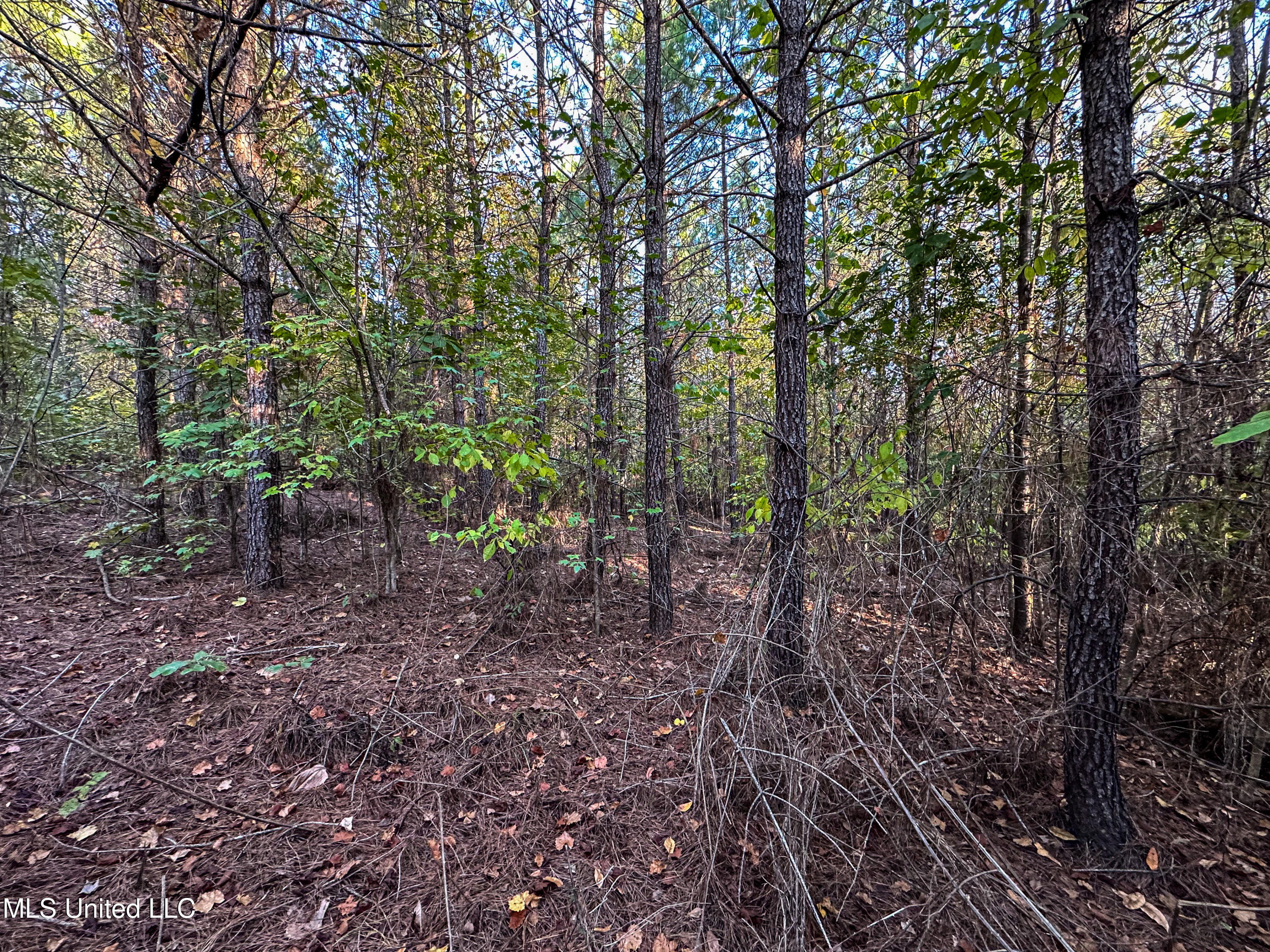 01 County Road 107, Pittsboro, Mississippi image 30