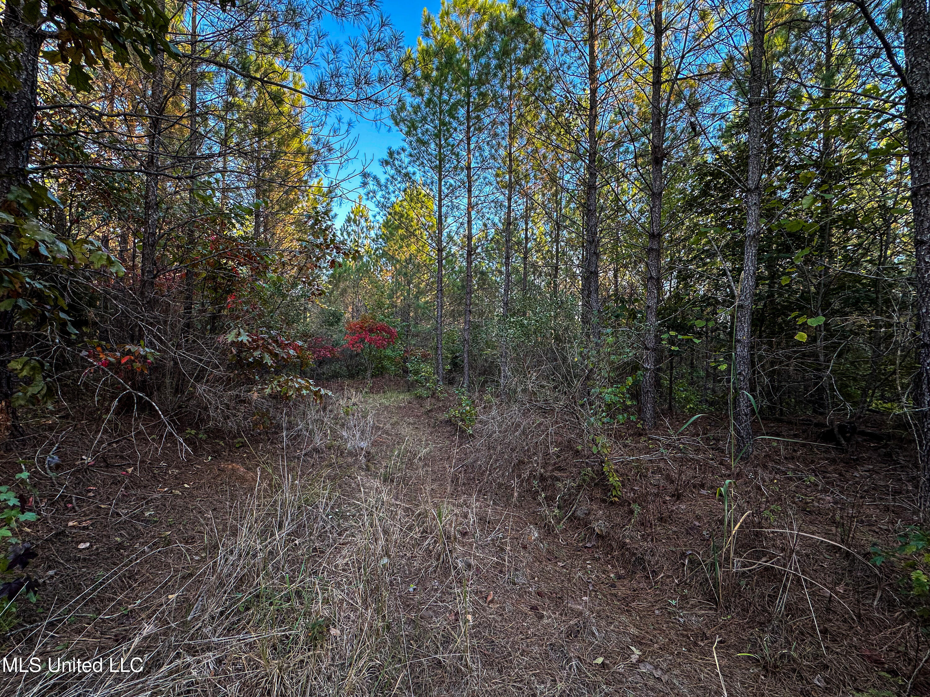 01 County Road 107, Pittsboro, Mississippi image 34