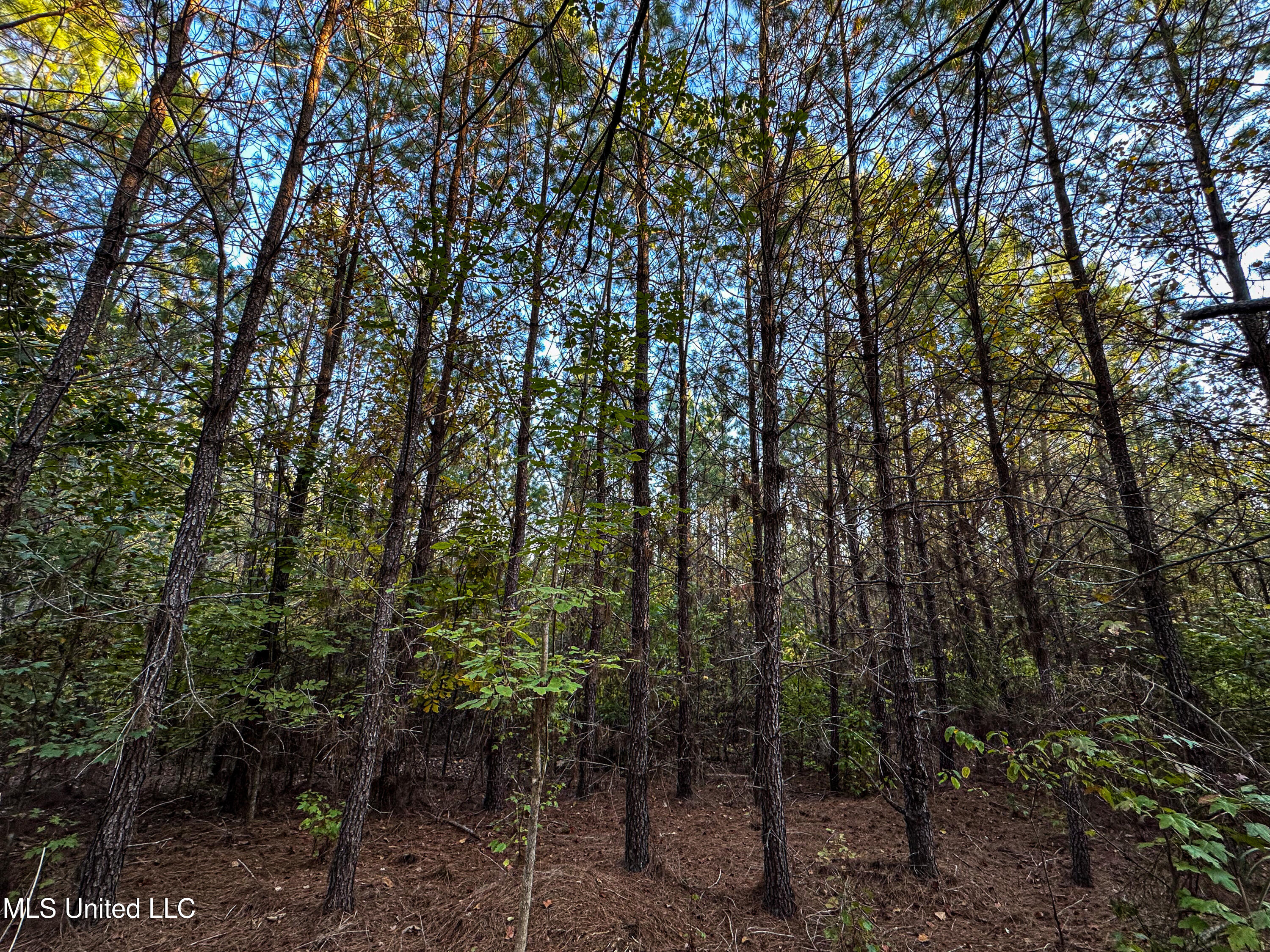 01 County Road 107, Pittsboro, Mississippi image 35