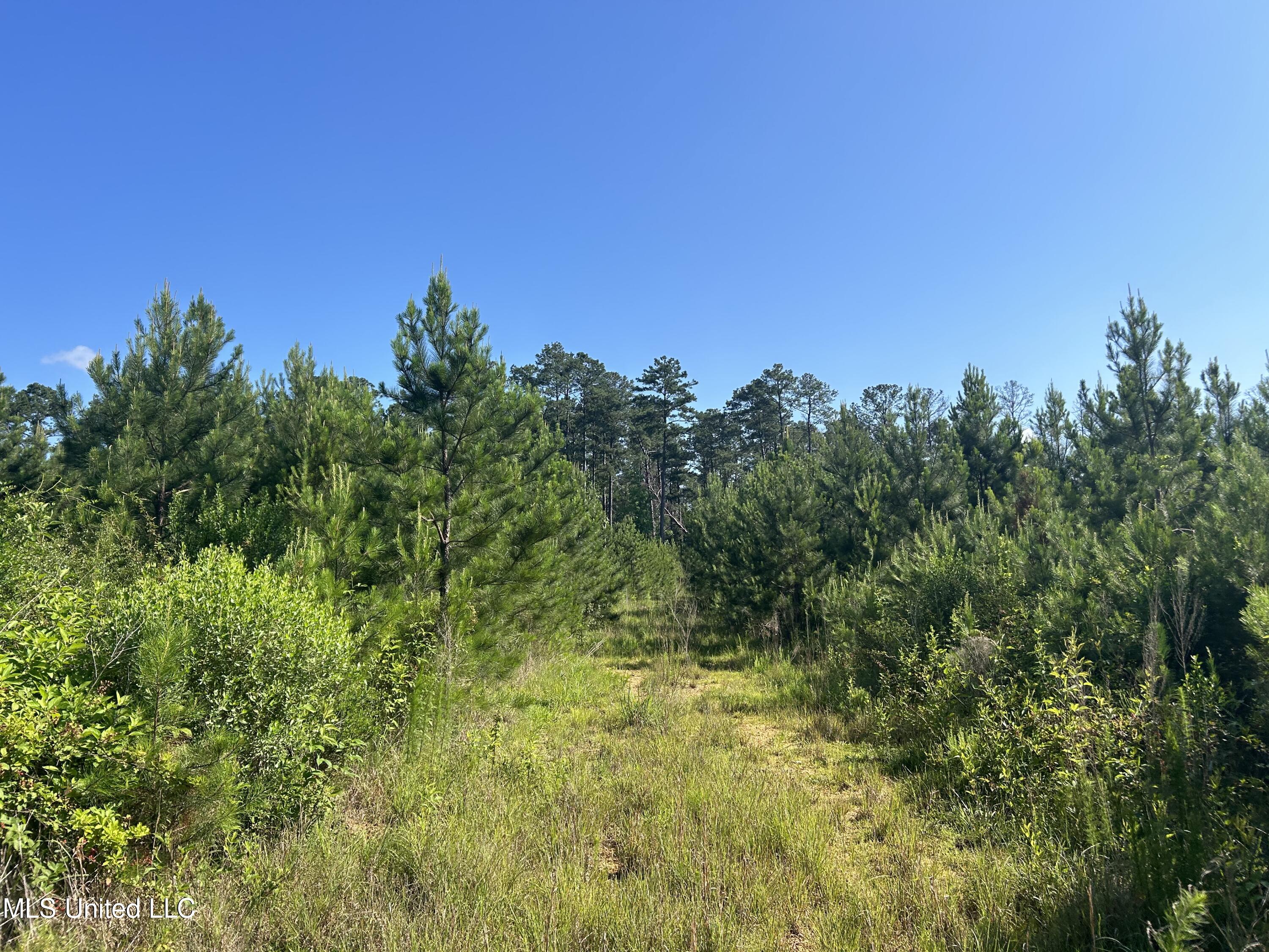 Nolan Felder Road, Magnolia, Mississippi image 12