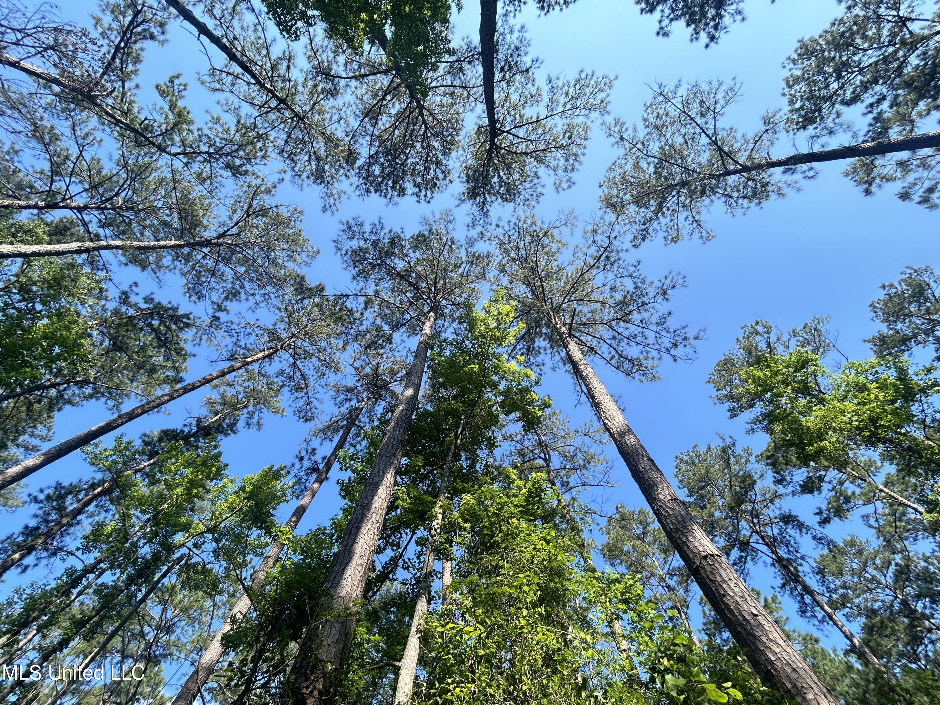 Nolan Felder Road, Magnolia, Mississippi image 1