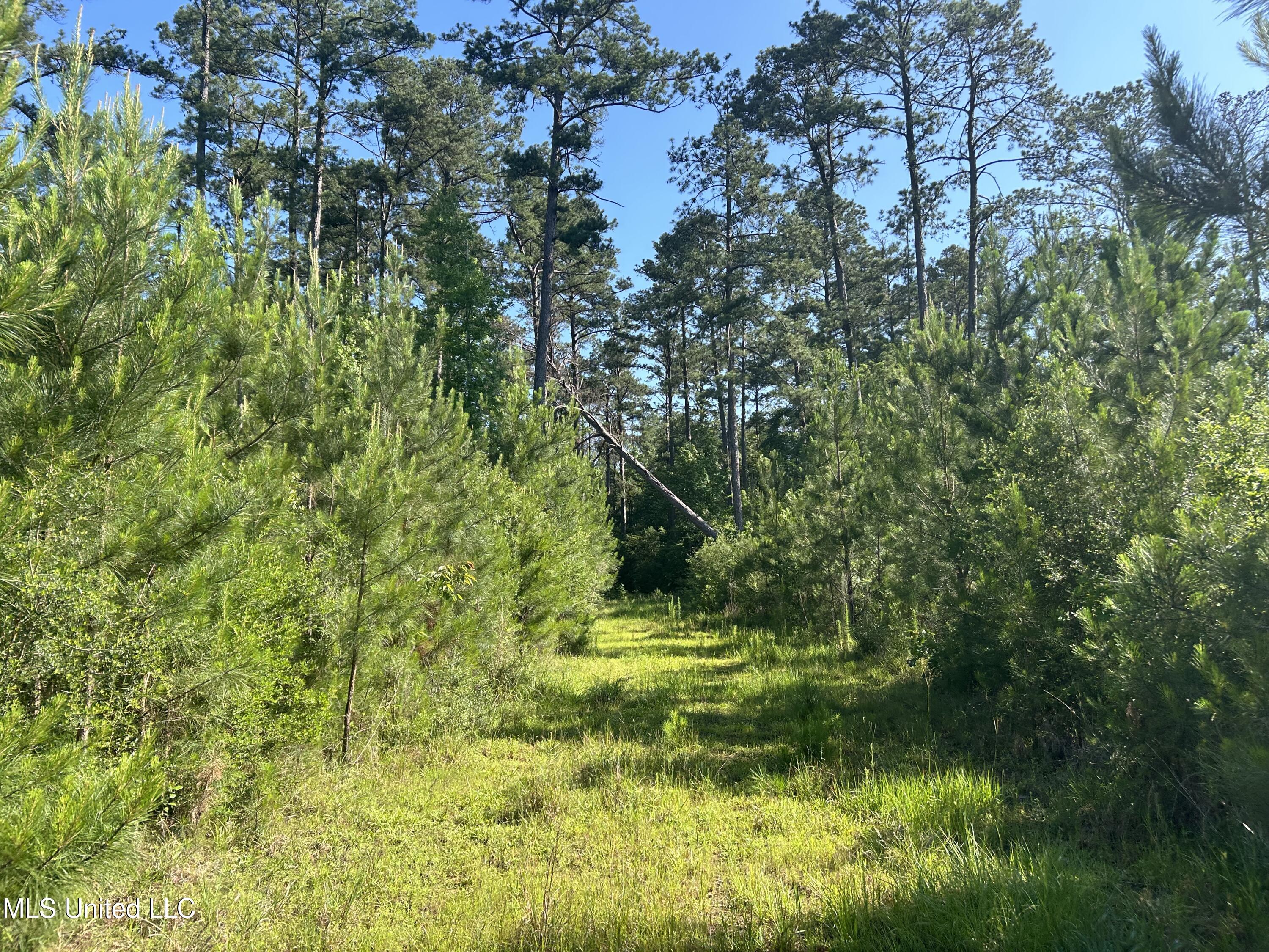 Nolan Felder Road, Magnolia, Mississippi image 13