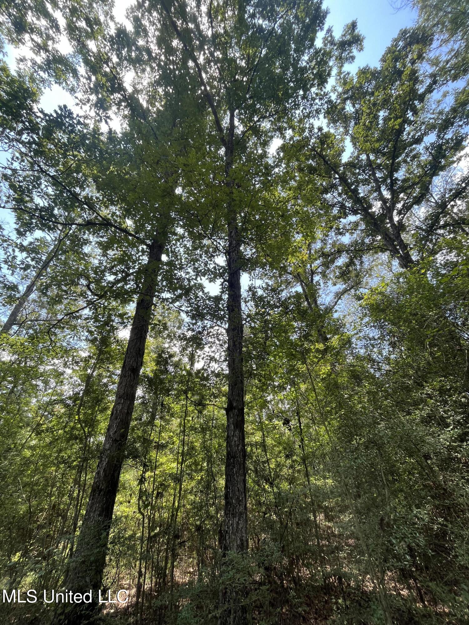 Nolan Felder Road, Magnolia, Mississippi image 8