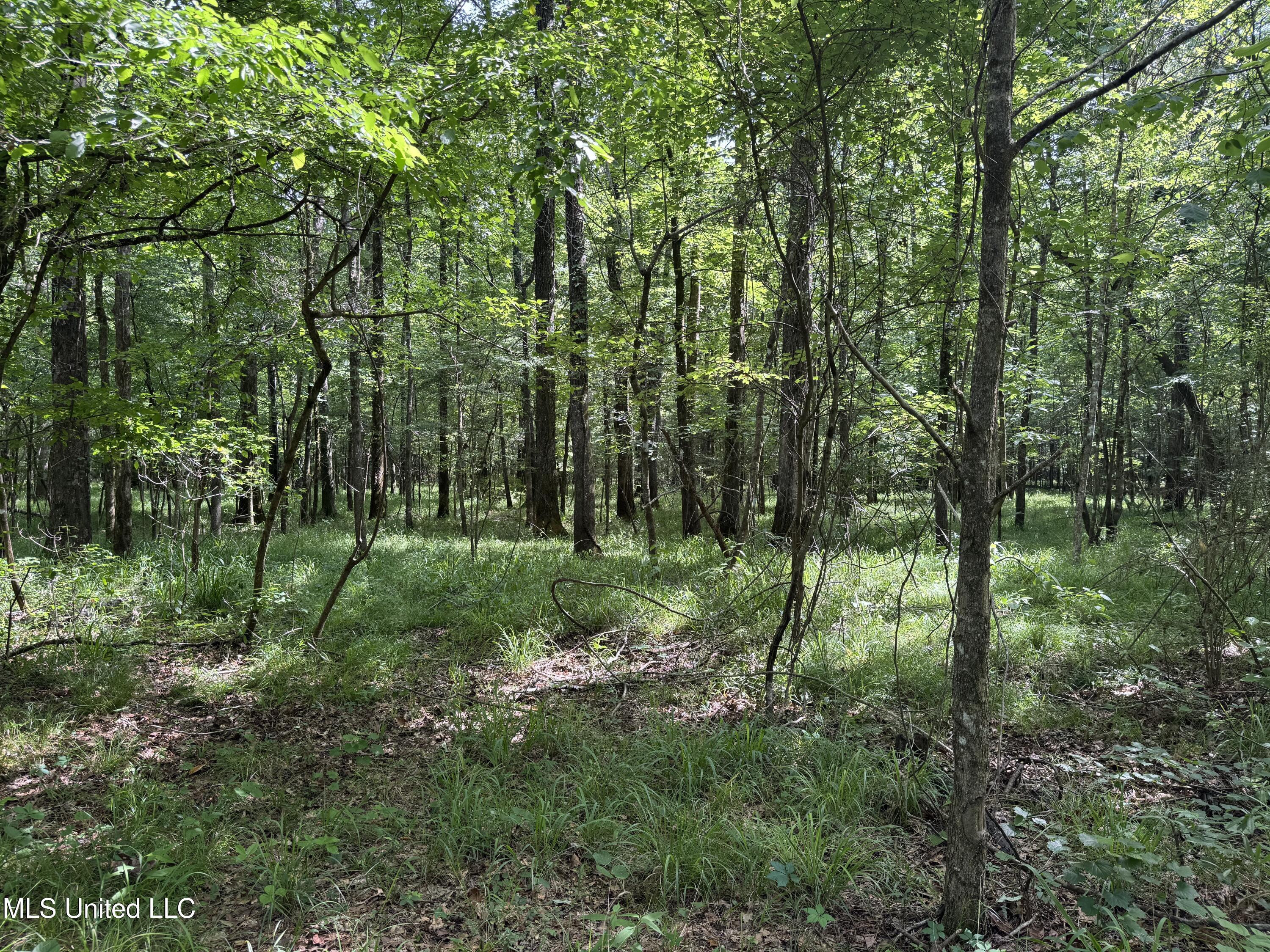 2550 Moncure Road, Terry, Mississippi image 24