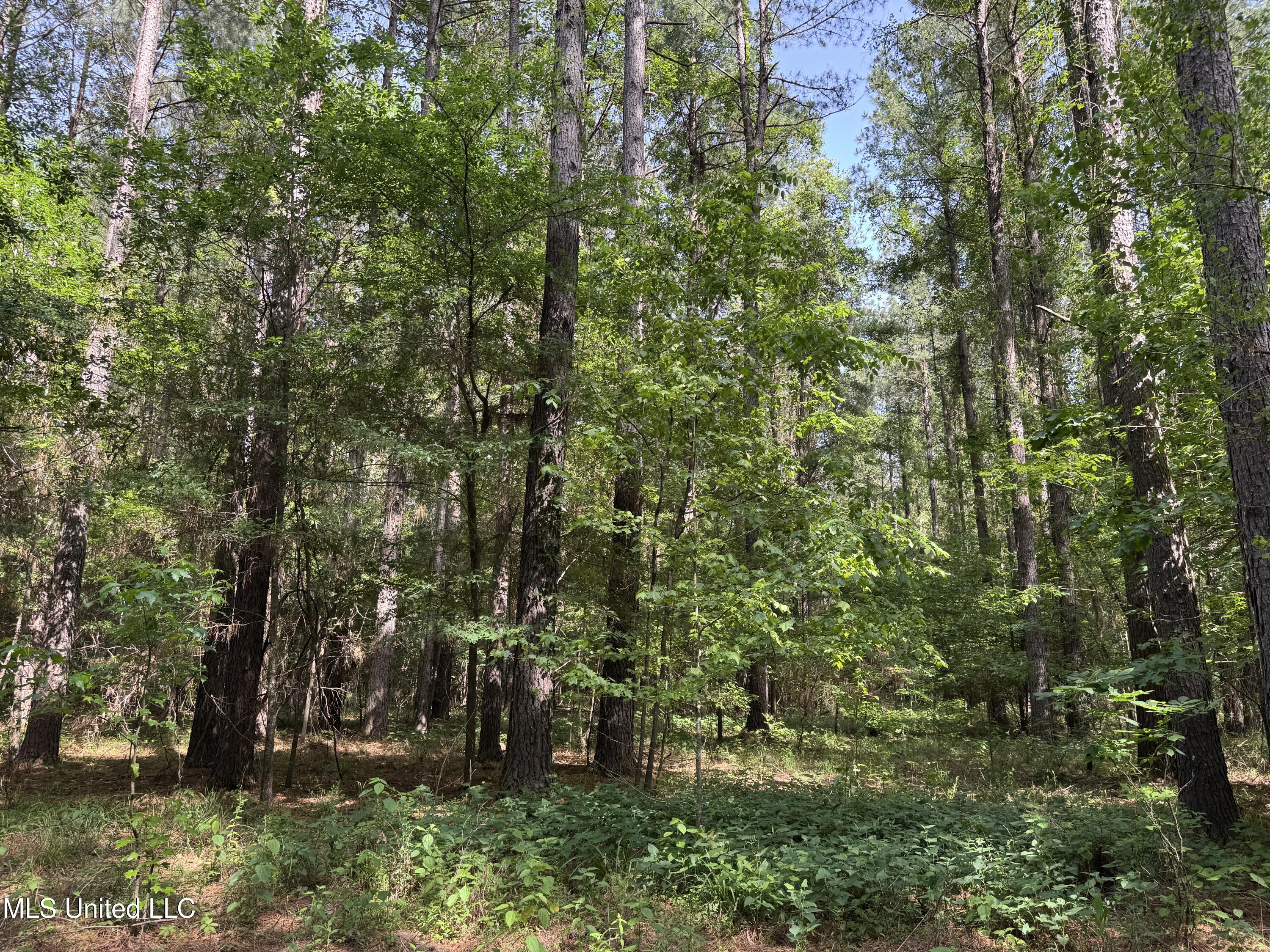 2550 Moncure Road, Terry, Mississippi image 30