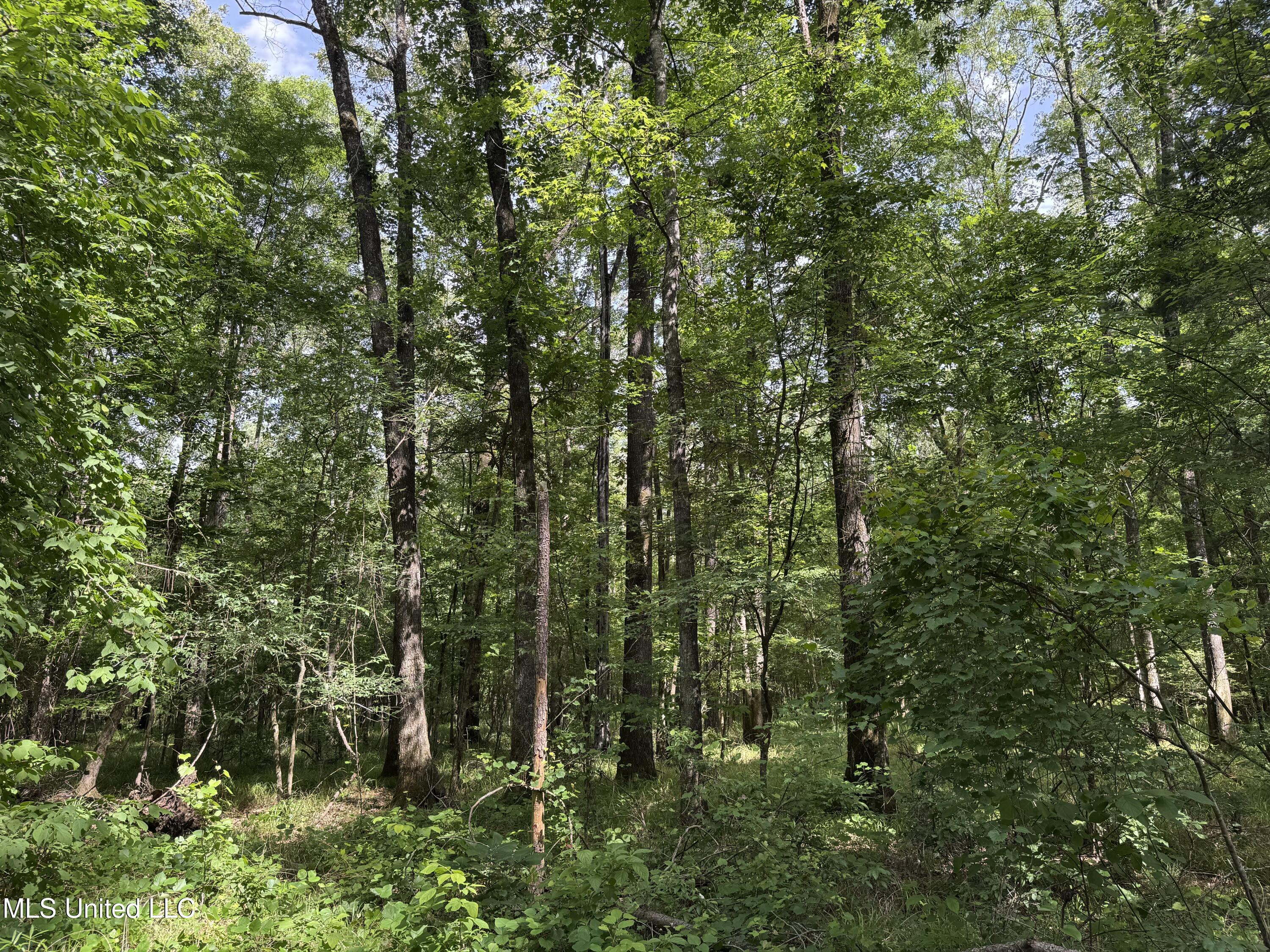2550 Moncure Road, Terry, Mississippi image 21