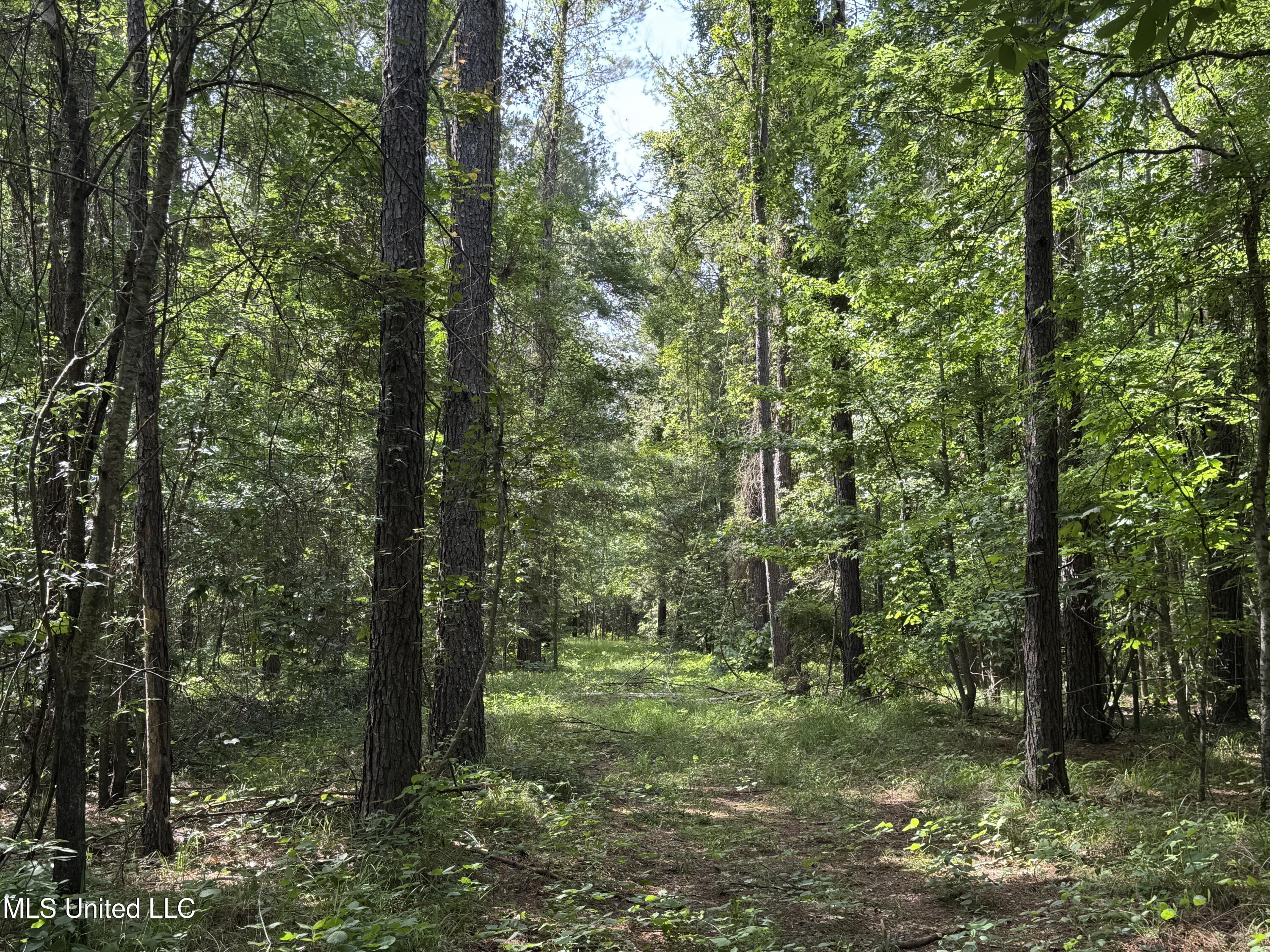2550 Moncure Road, Terry, Mississippi image 26