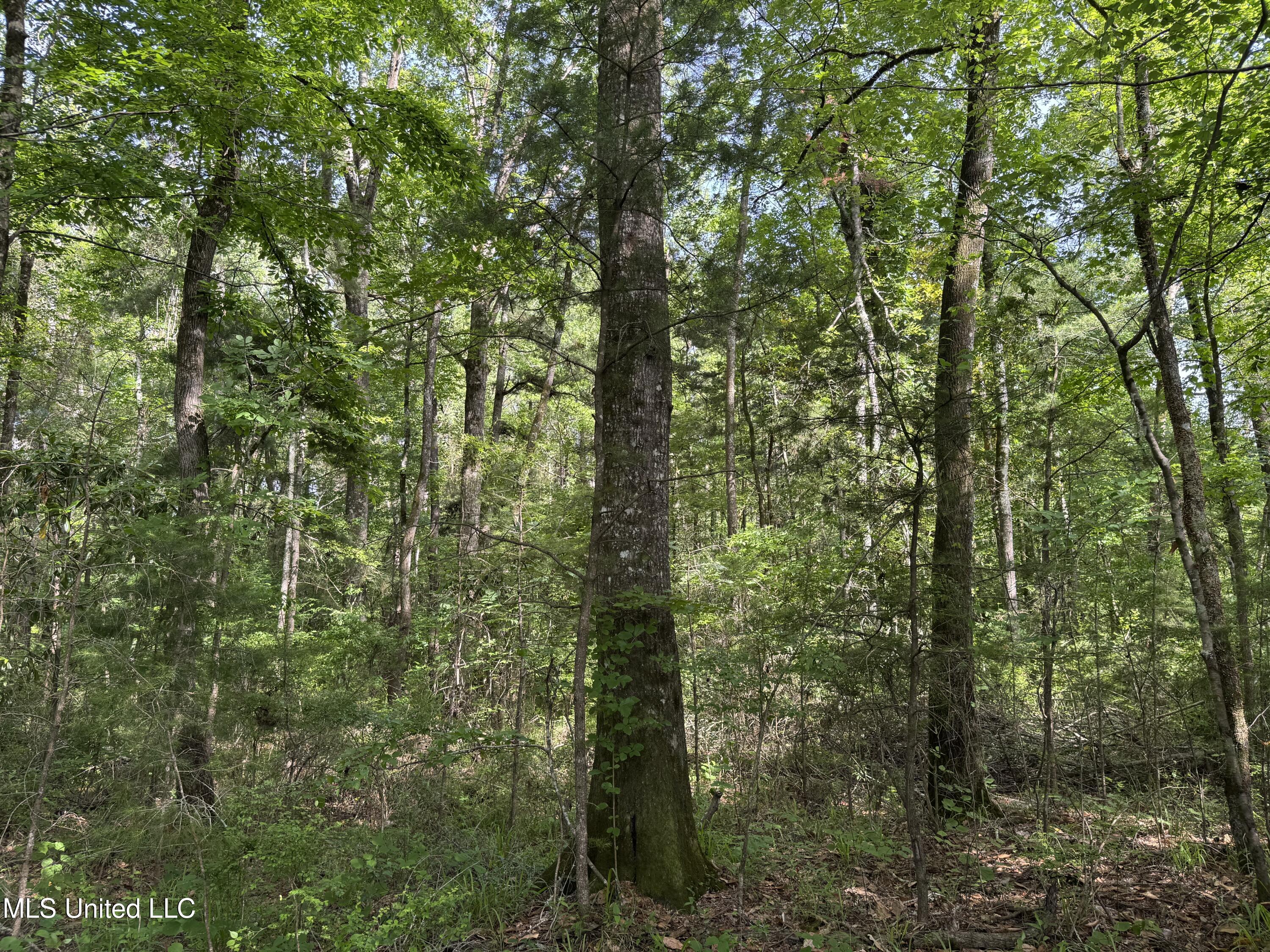 2550 Moncure Road, Terry, Mississippi image 42