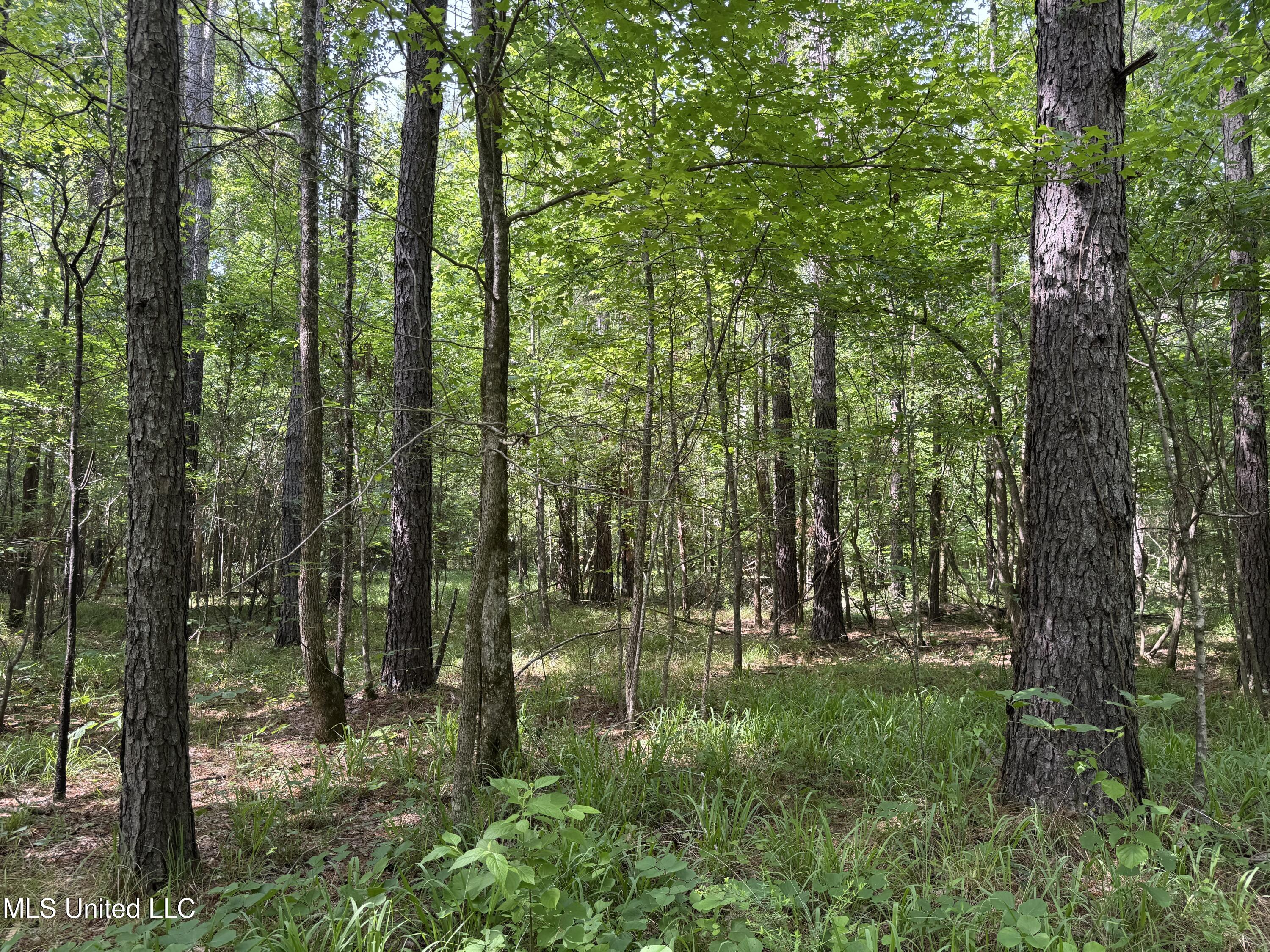2550 Moncure Road, Terry, Mississippi image 25