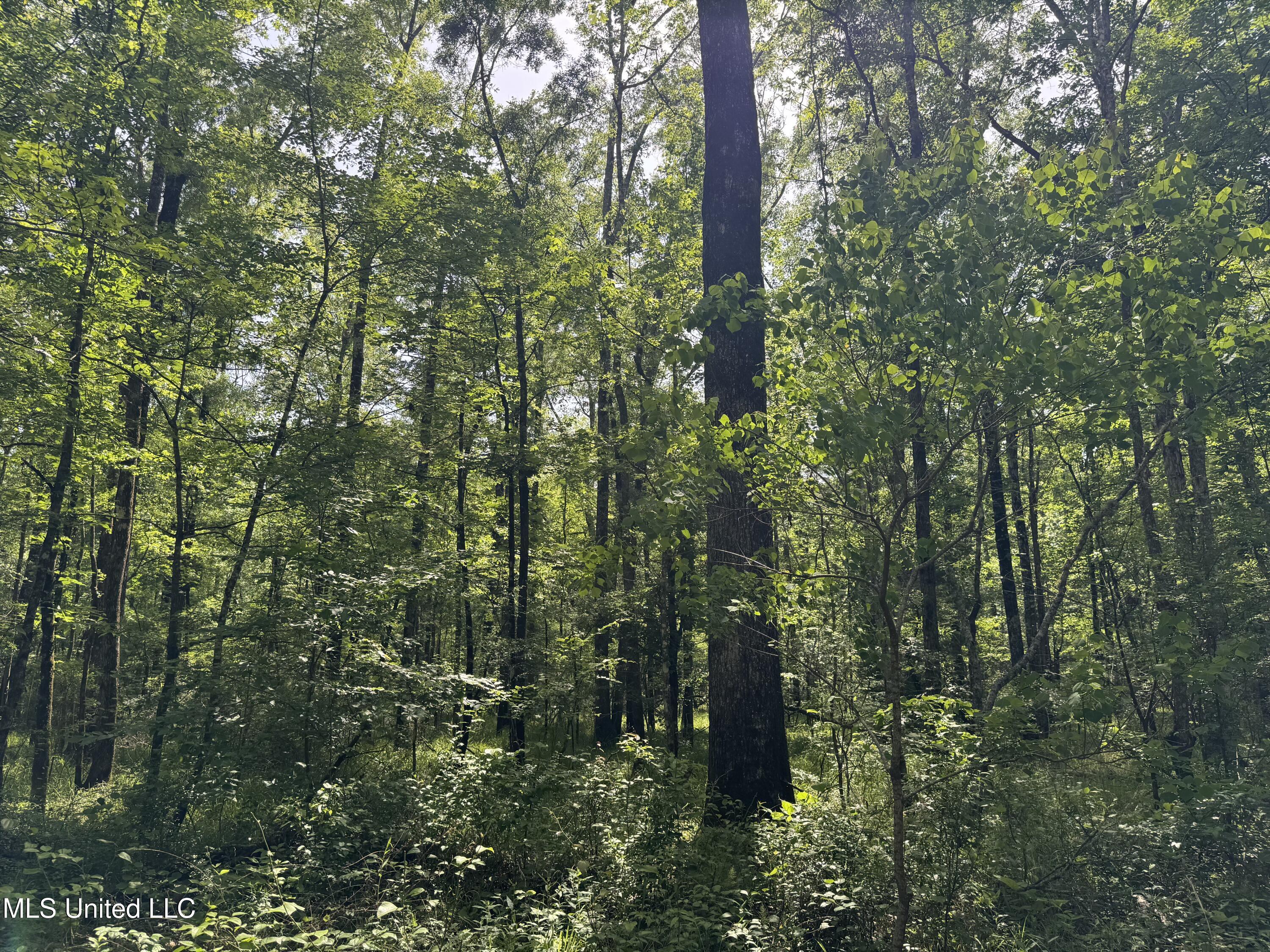 2550 Moncure Road, Terry, Mississippi image 19