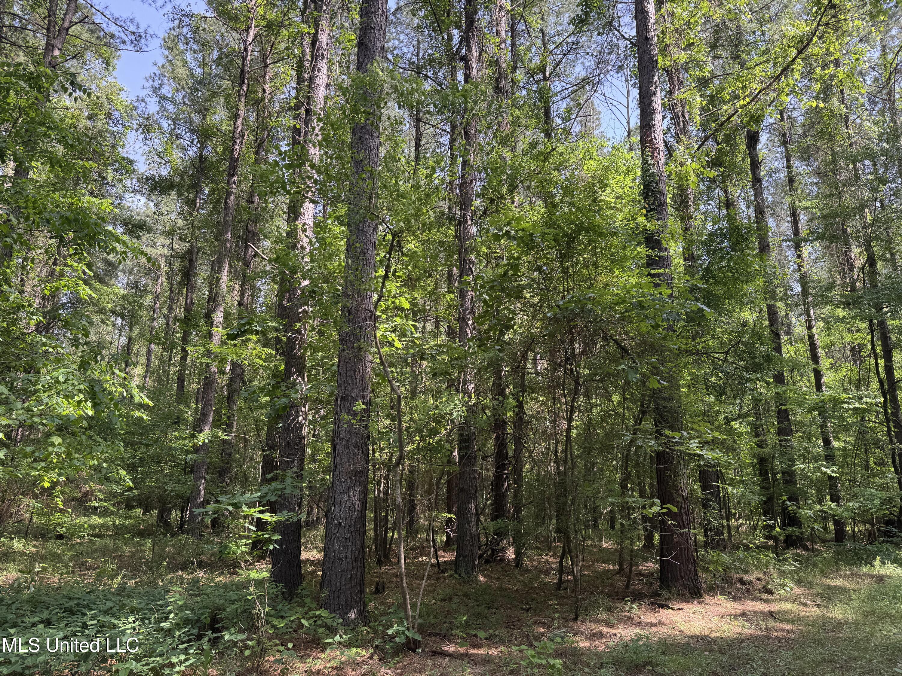 2550 Moncure Road, Terry, Mississippi image 29