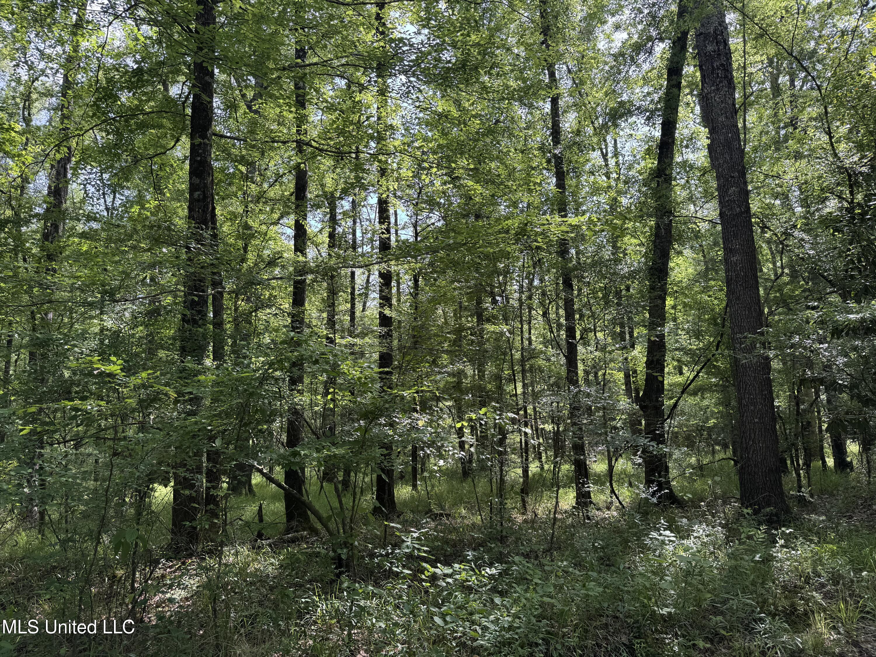 2550 Moncure Road, Terry, Mississippi image 20