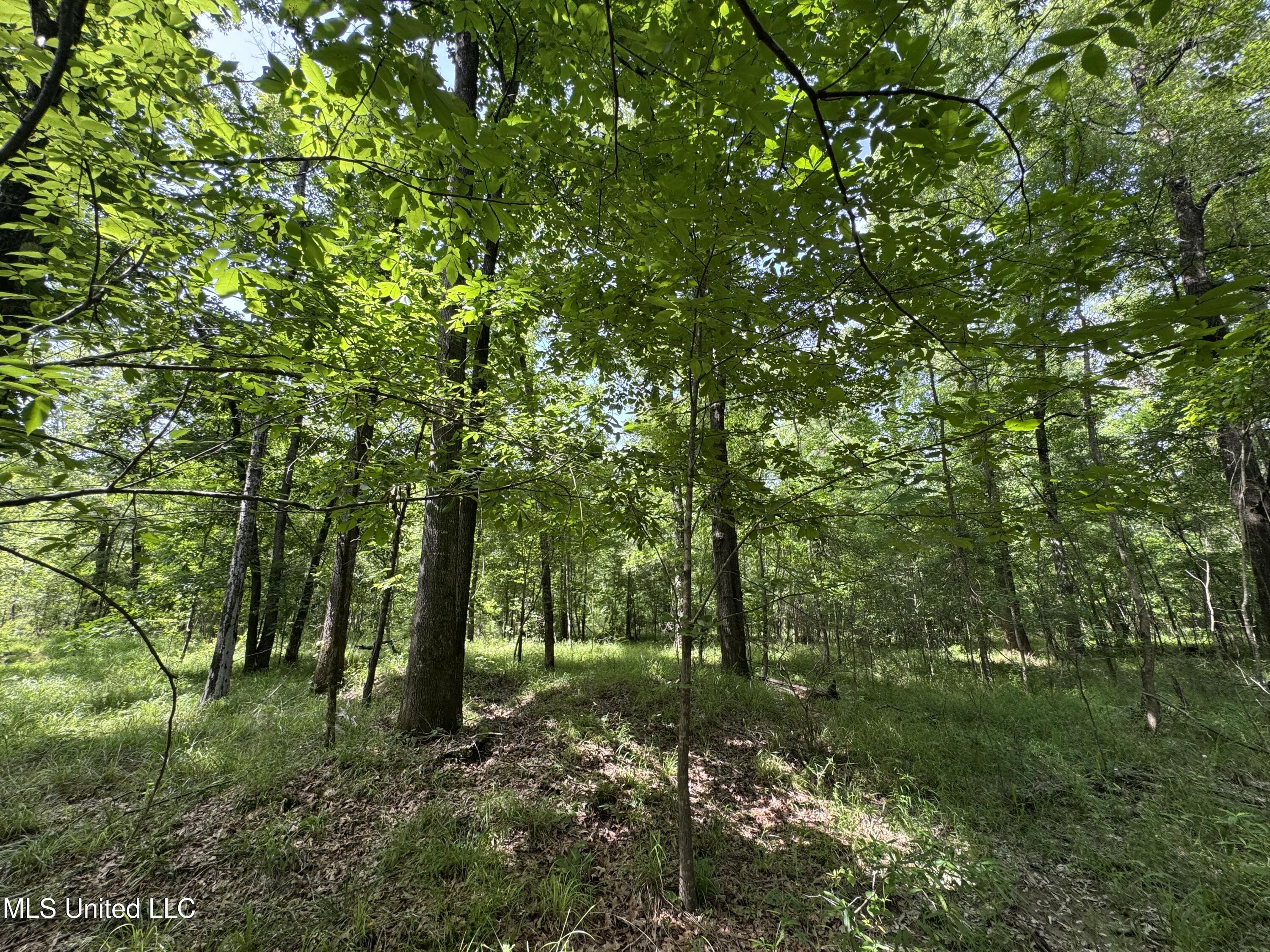 2550 Moncure Road, Terry, Mississippi image 16