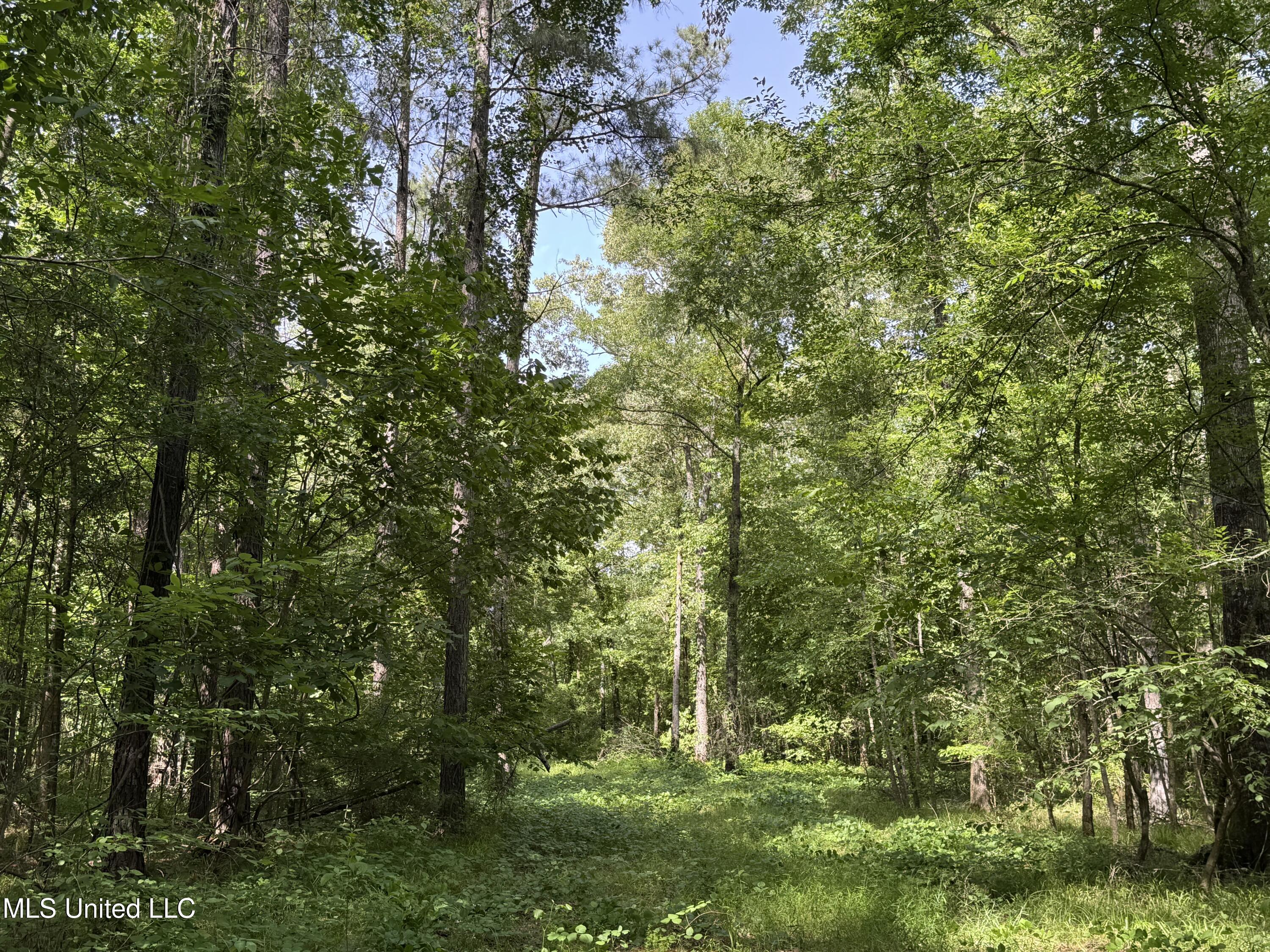2550 Moncure Road, Terry, Mississippi image 27