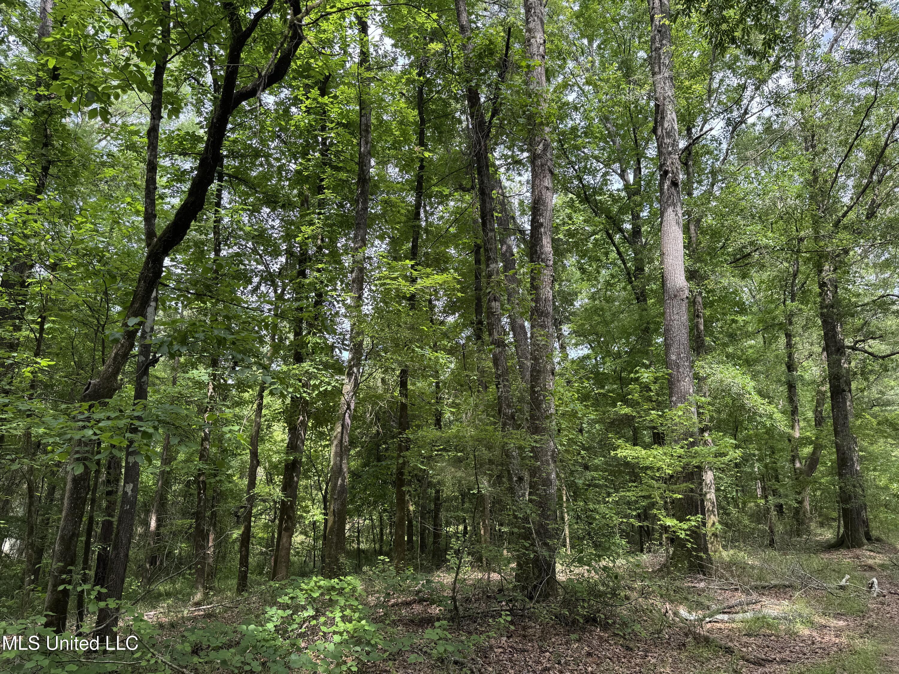 2550 Moncure Road, Terry, Mississippi image 11