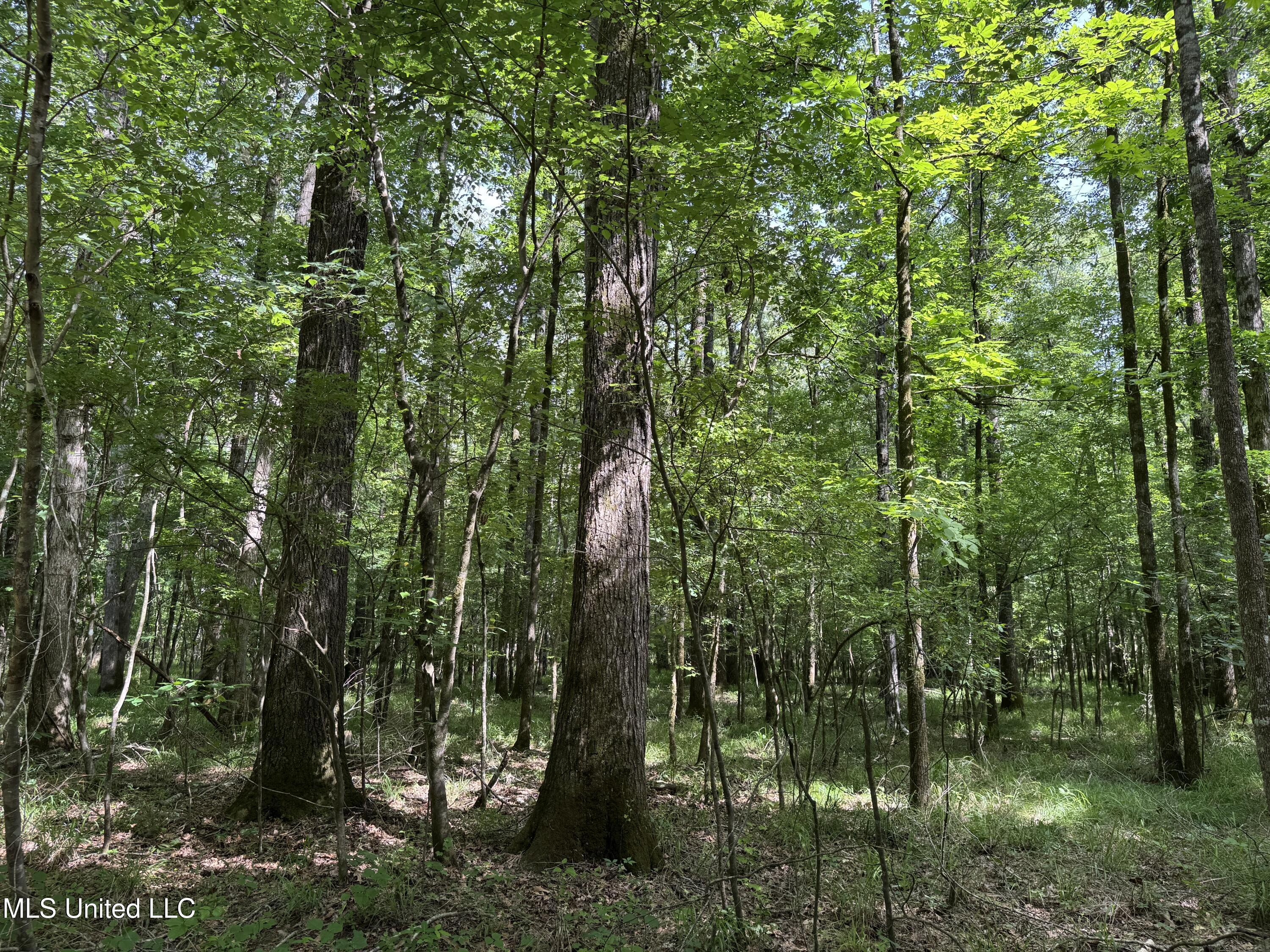 2550 Moncure Road, Terry, Mississippi image 23