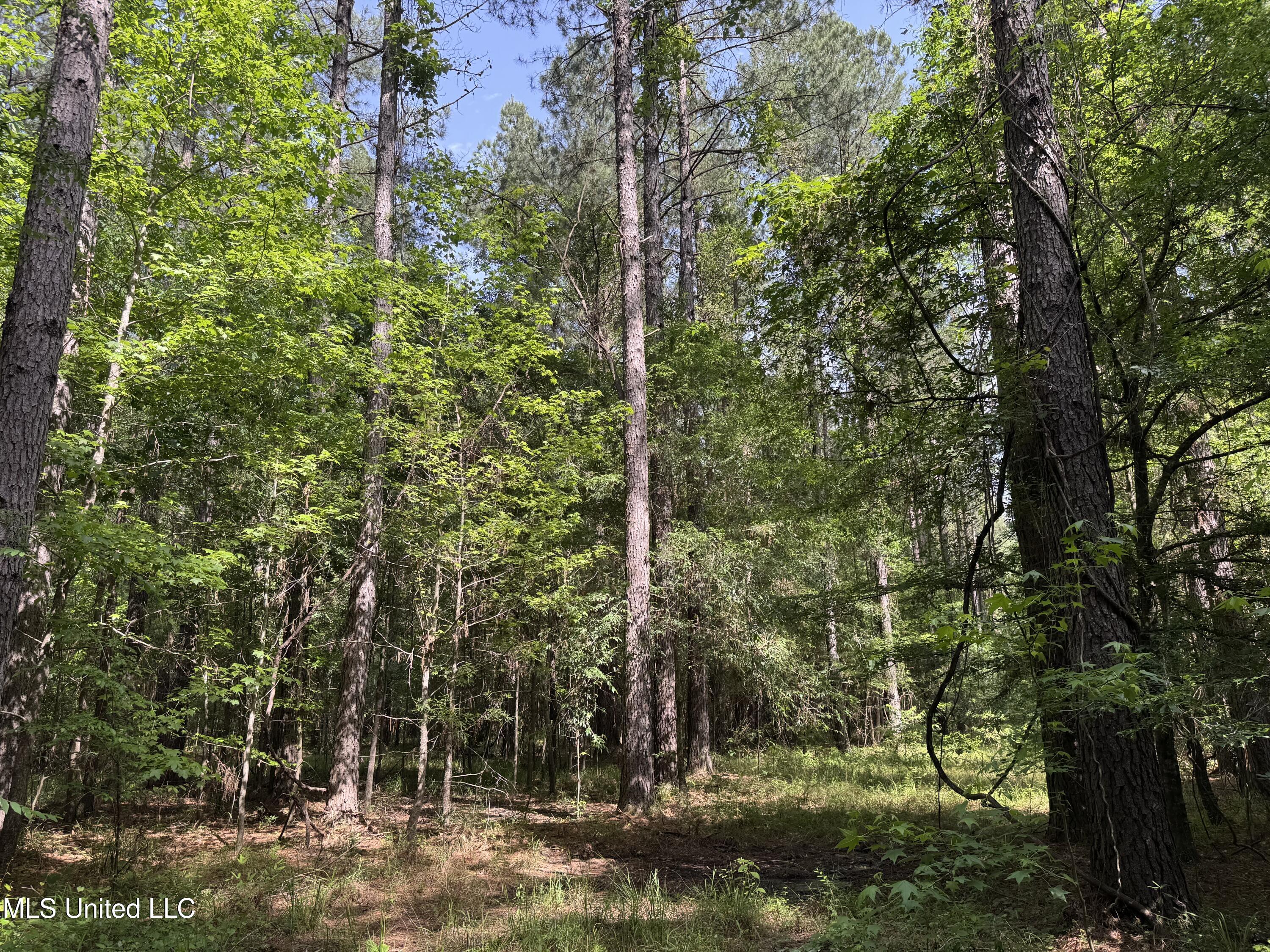 2550 Moncure Road, Terry, Mississippi image 31