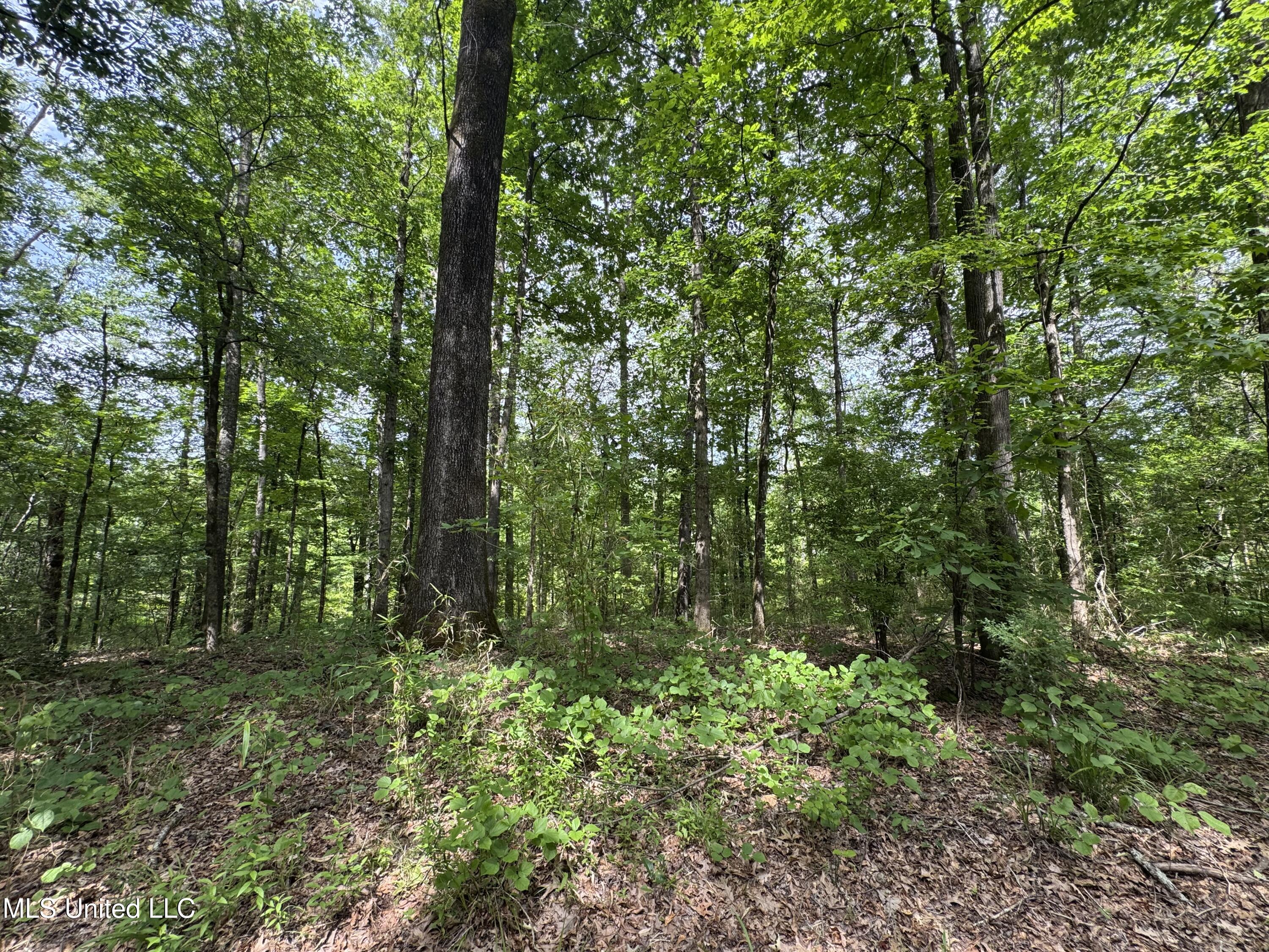 2550 Moncure Road, Terry, Mississippi image 12
