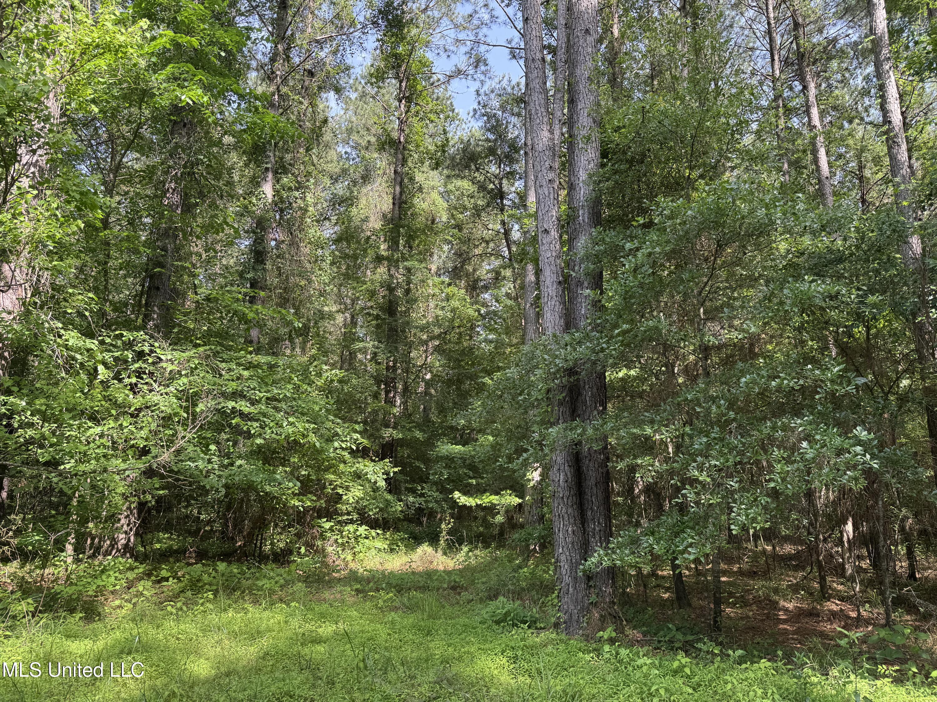 2550 Moncure Road, Terry, Mississippi image 28