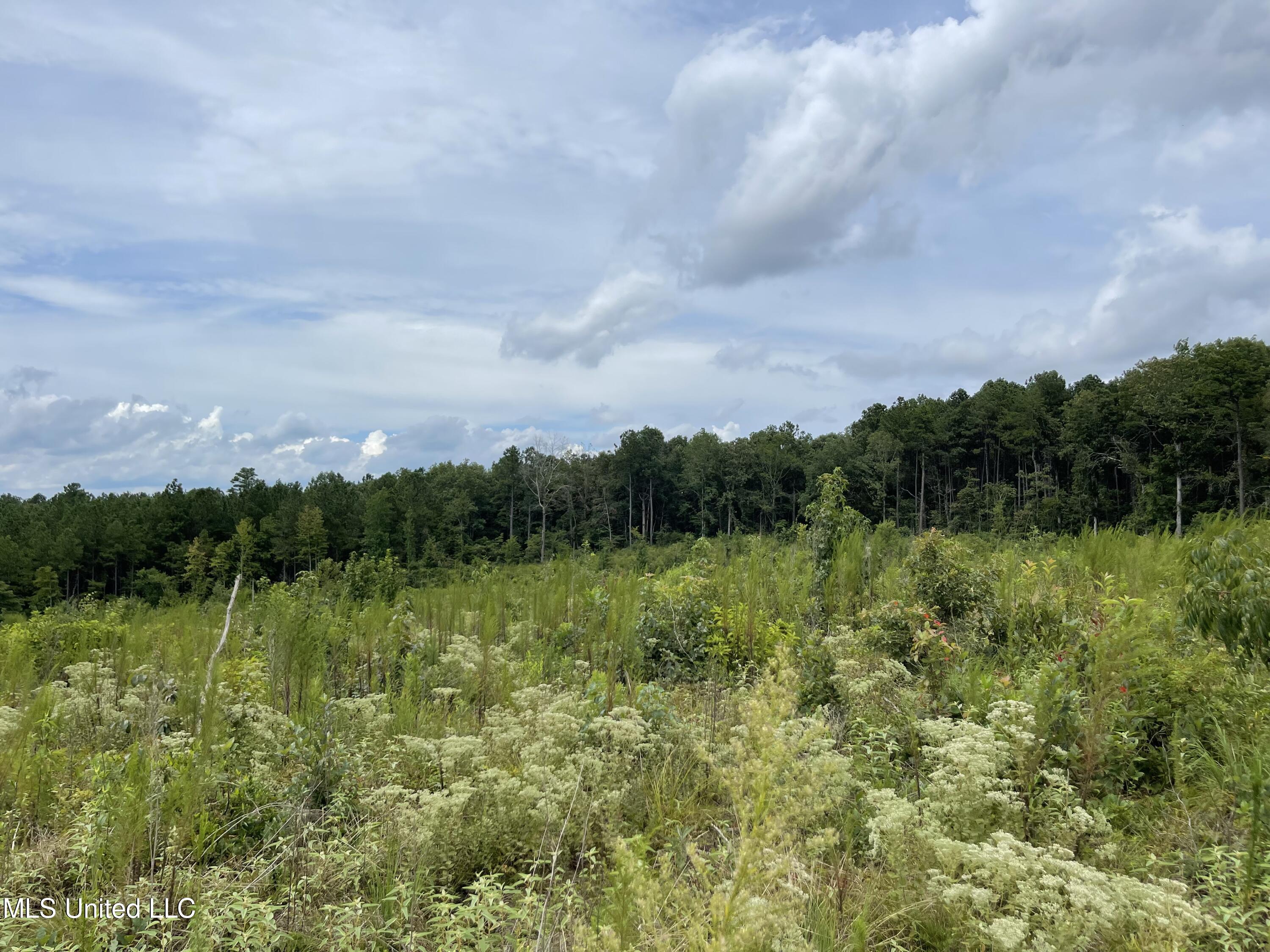 000 Rd 339, Philadelphia, Mississippi image 1