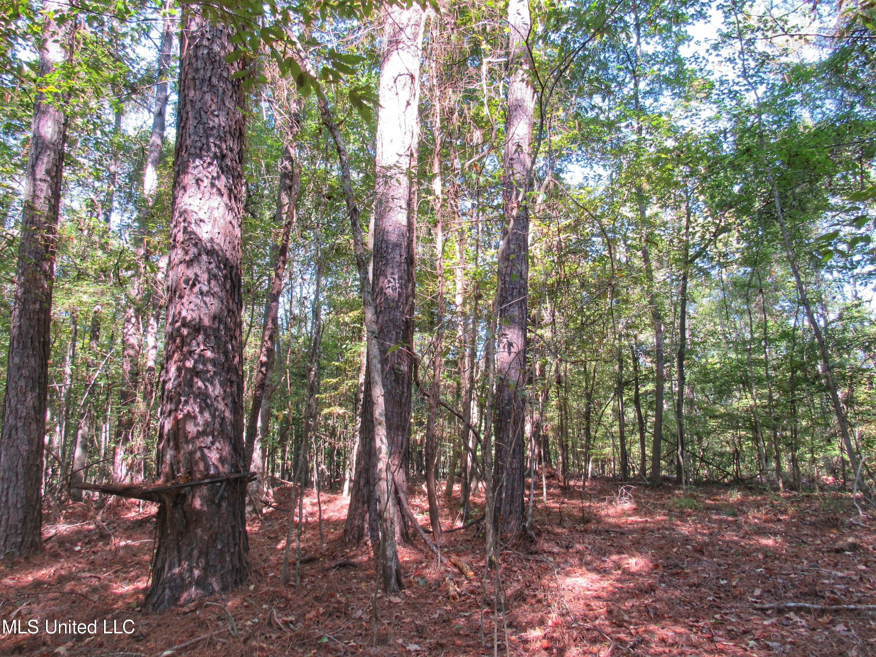 Anding Oil City Road, Bentonia, Mississippi image 6