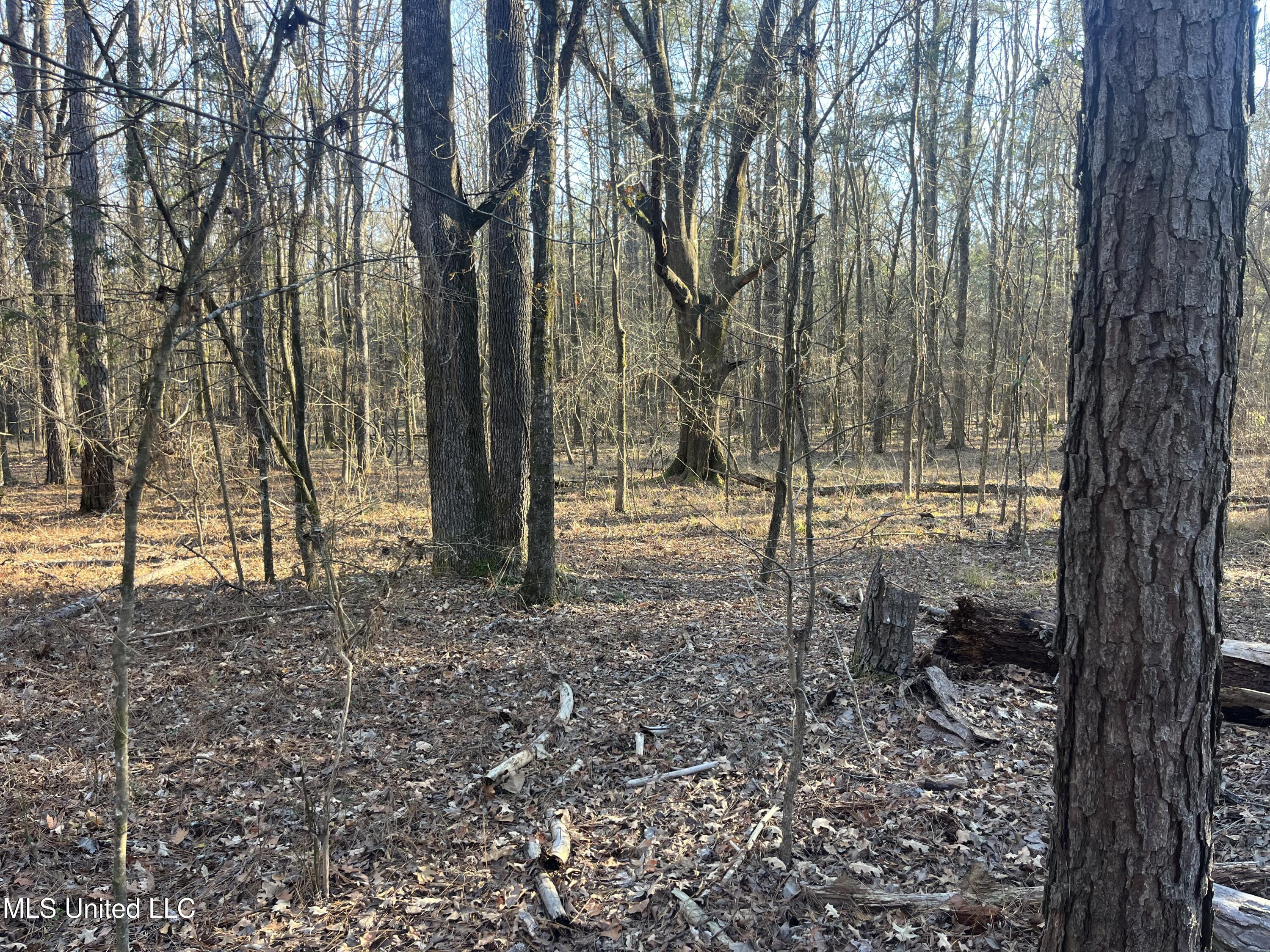 Springwood Trail, Flora, Mississippi image 17