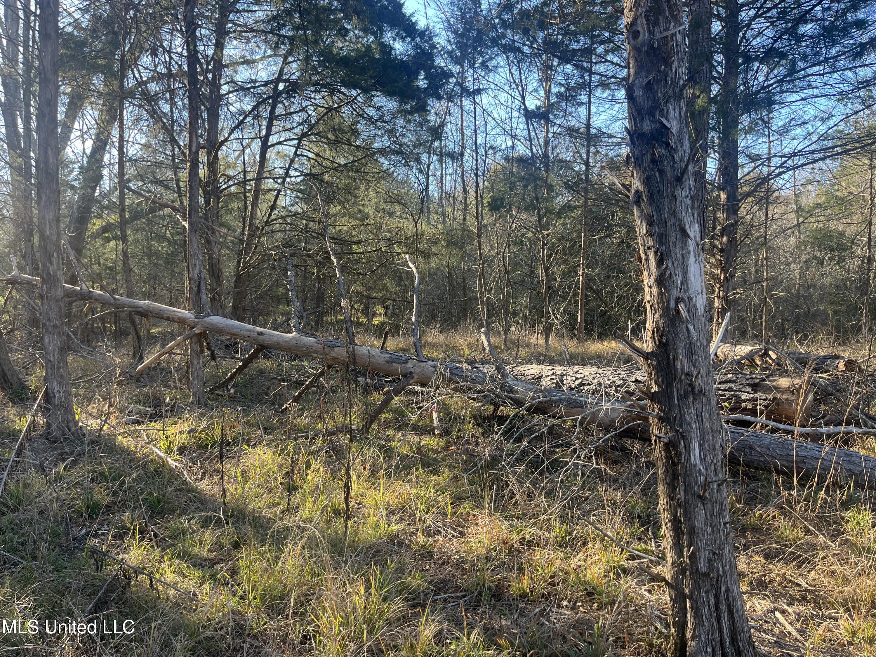 Springwood Trail, Flora, Mississippi image 13
