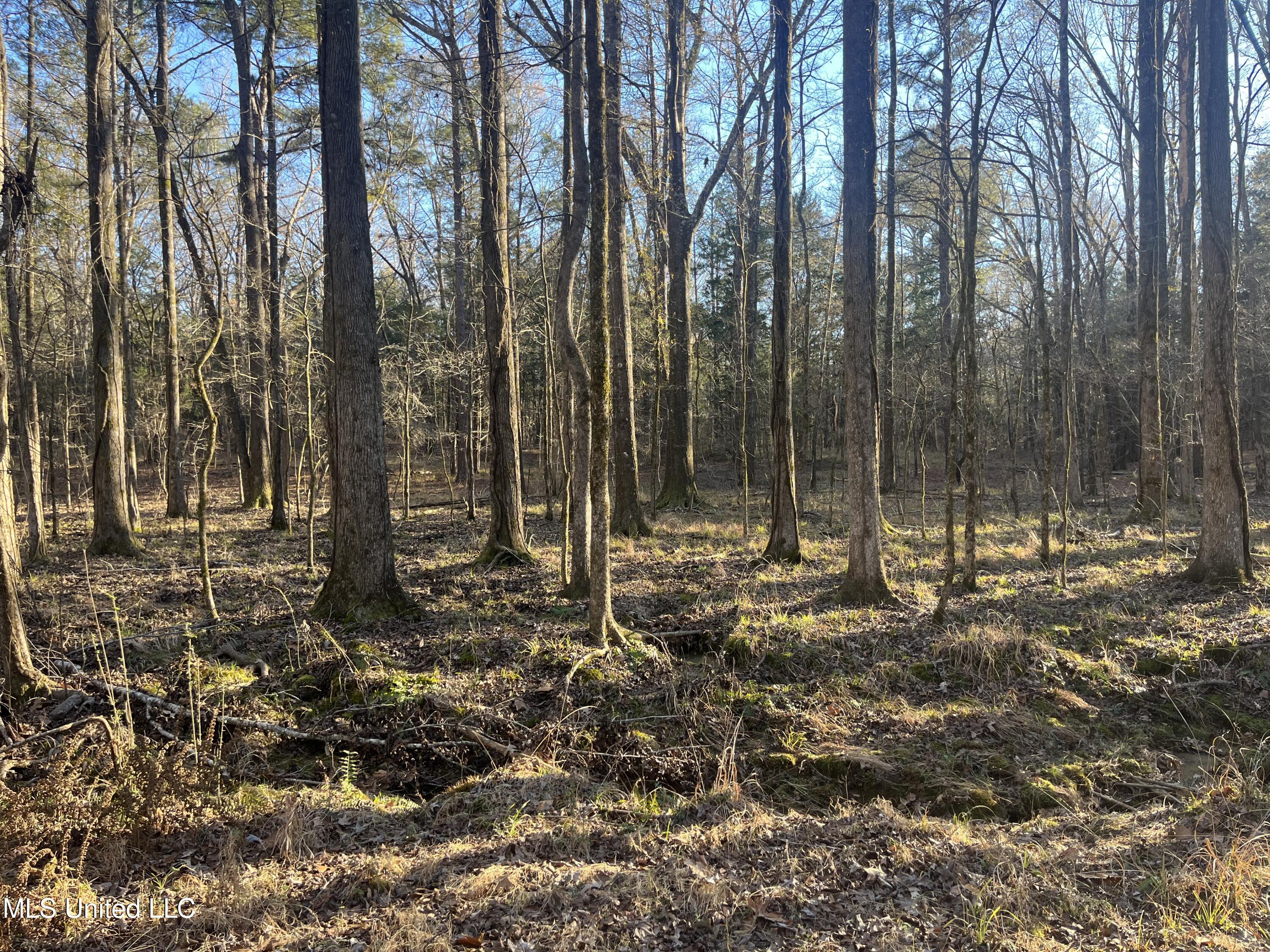 Springwood Trail, Flora, Mississippi image 21