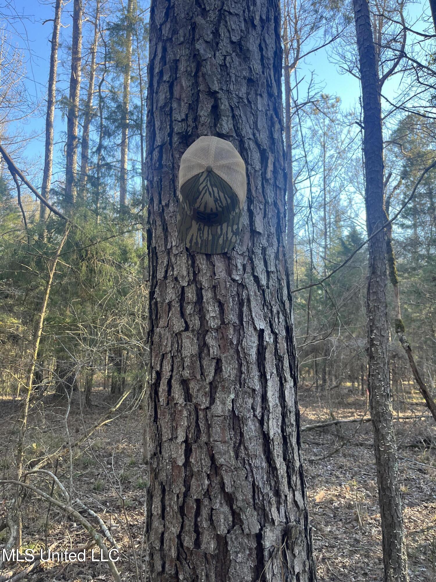Springwood Trail, Flora, Mississippi image 15
