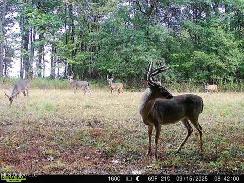 Vacant Land For Sale - Curtis Road<br/> Panola County, Batesville, MS 38606