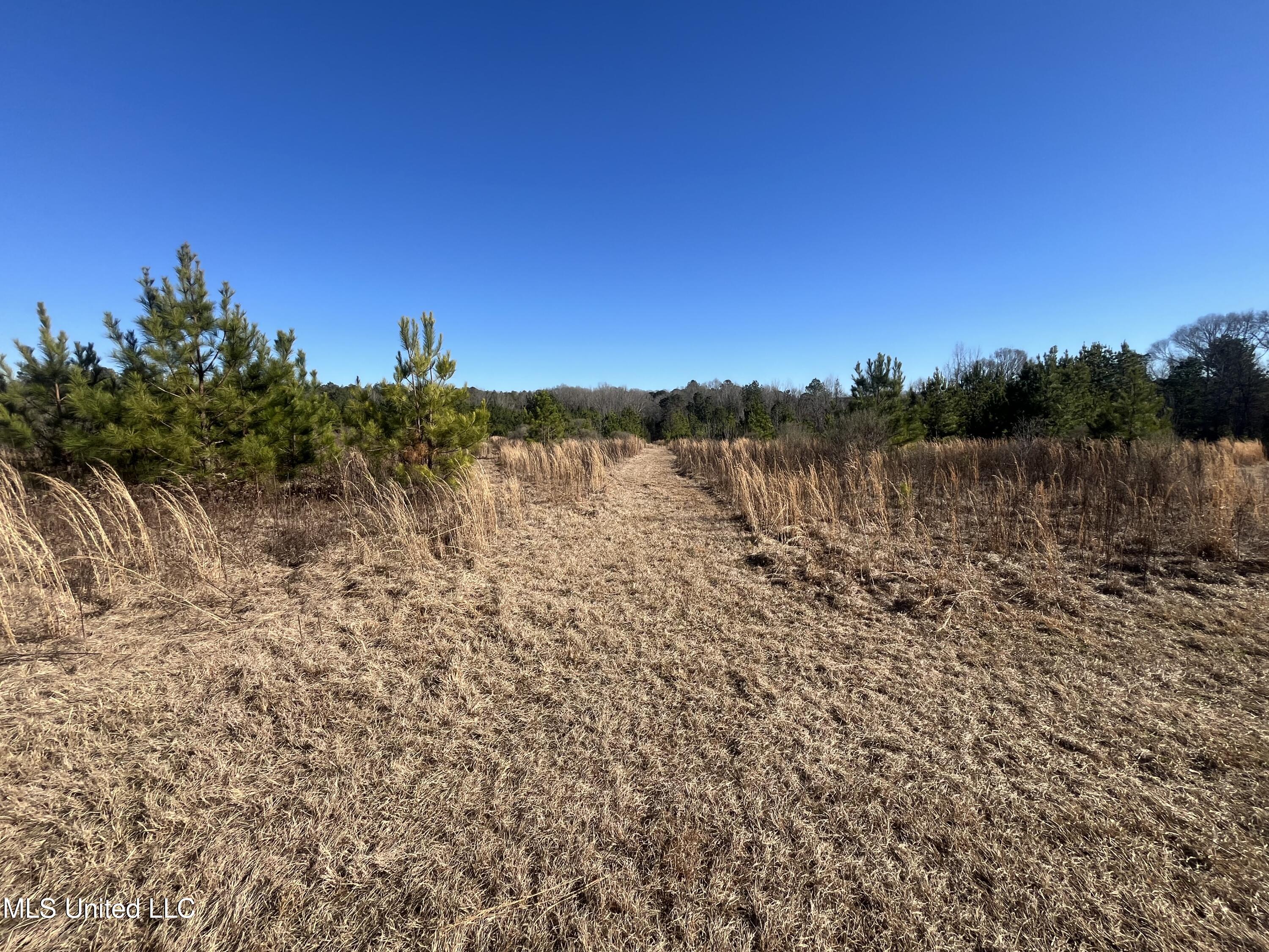 Holly Grove Lane, Hermanville, Mississippi image 2