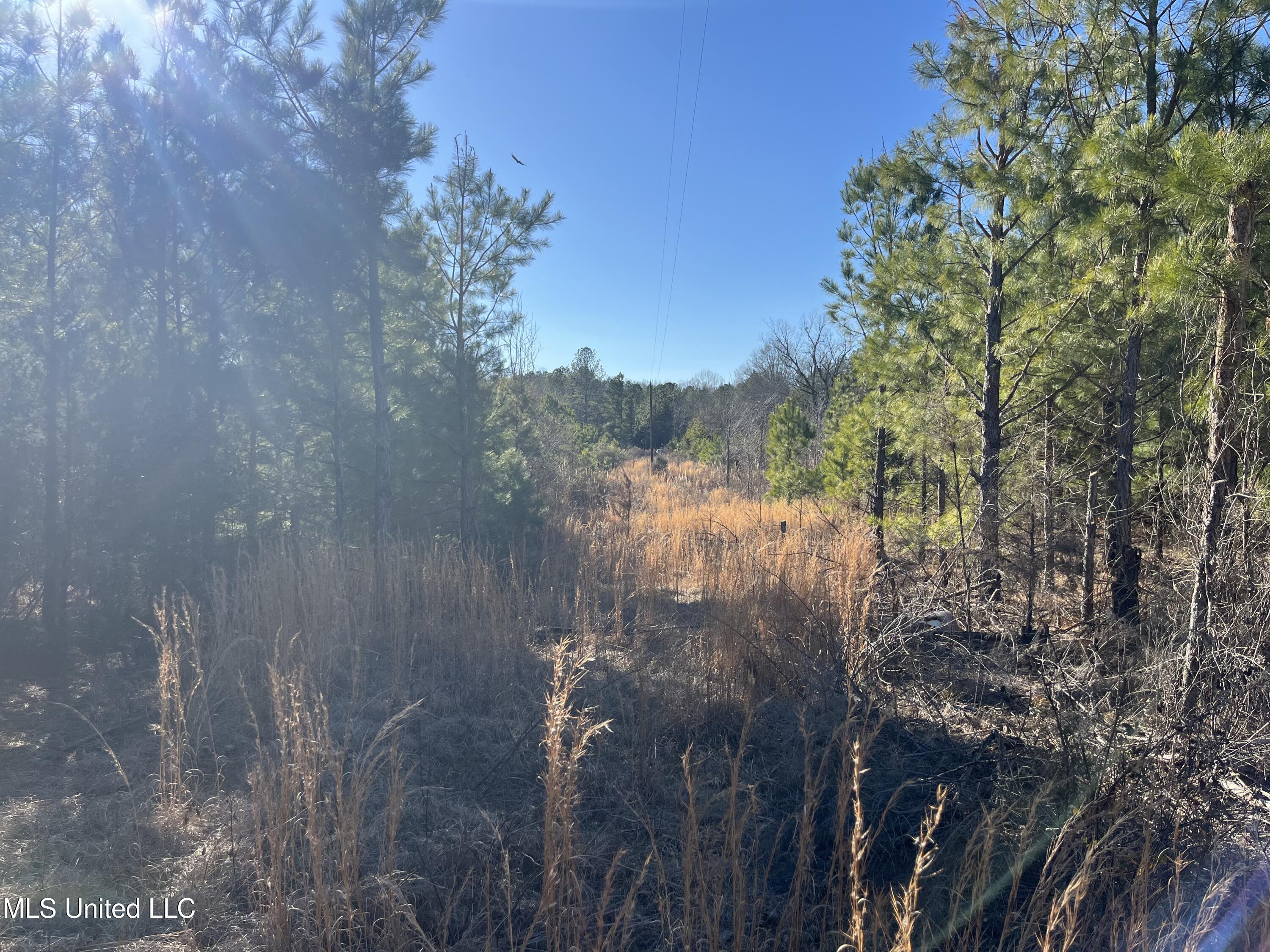 Holly Grove Lane, Hermanville, Mississippi image 10
