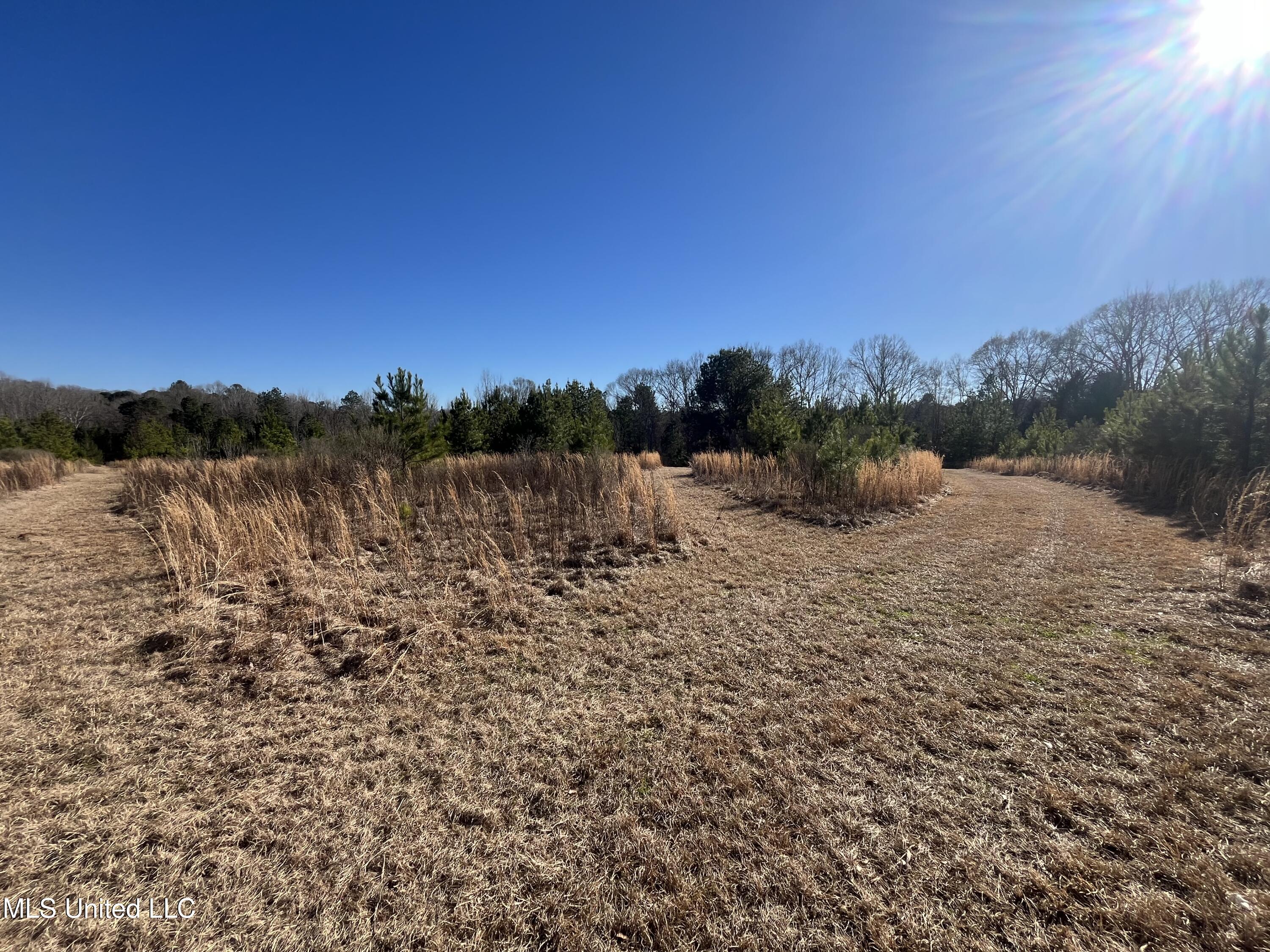 Holly Grove Lane, Hermanville, Mississippi image 4