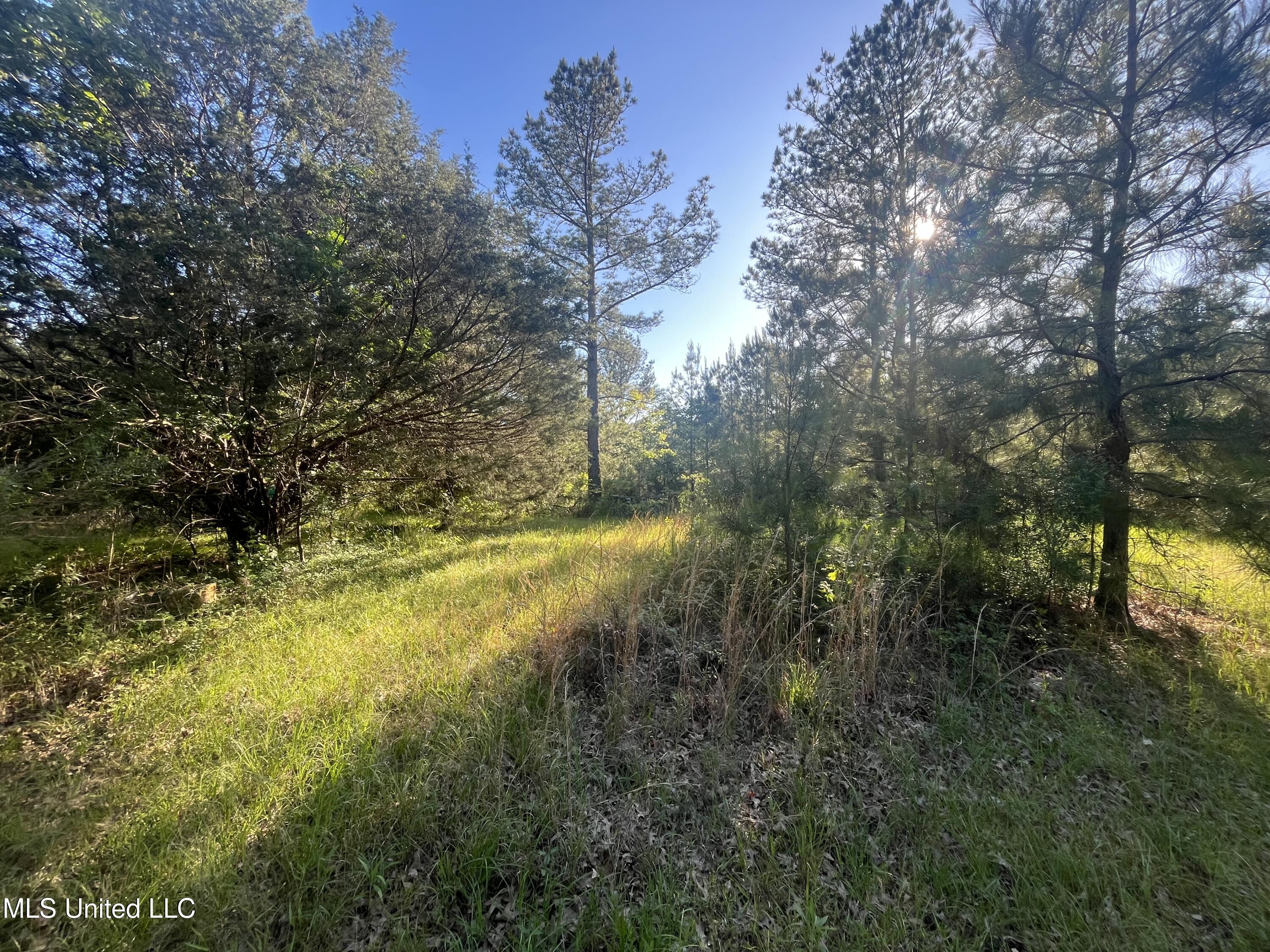Holly Grove Lane, Hermanville, Mississippi image 12