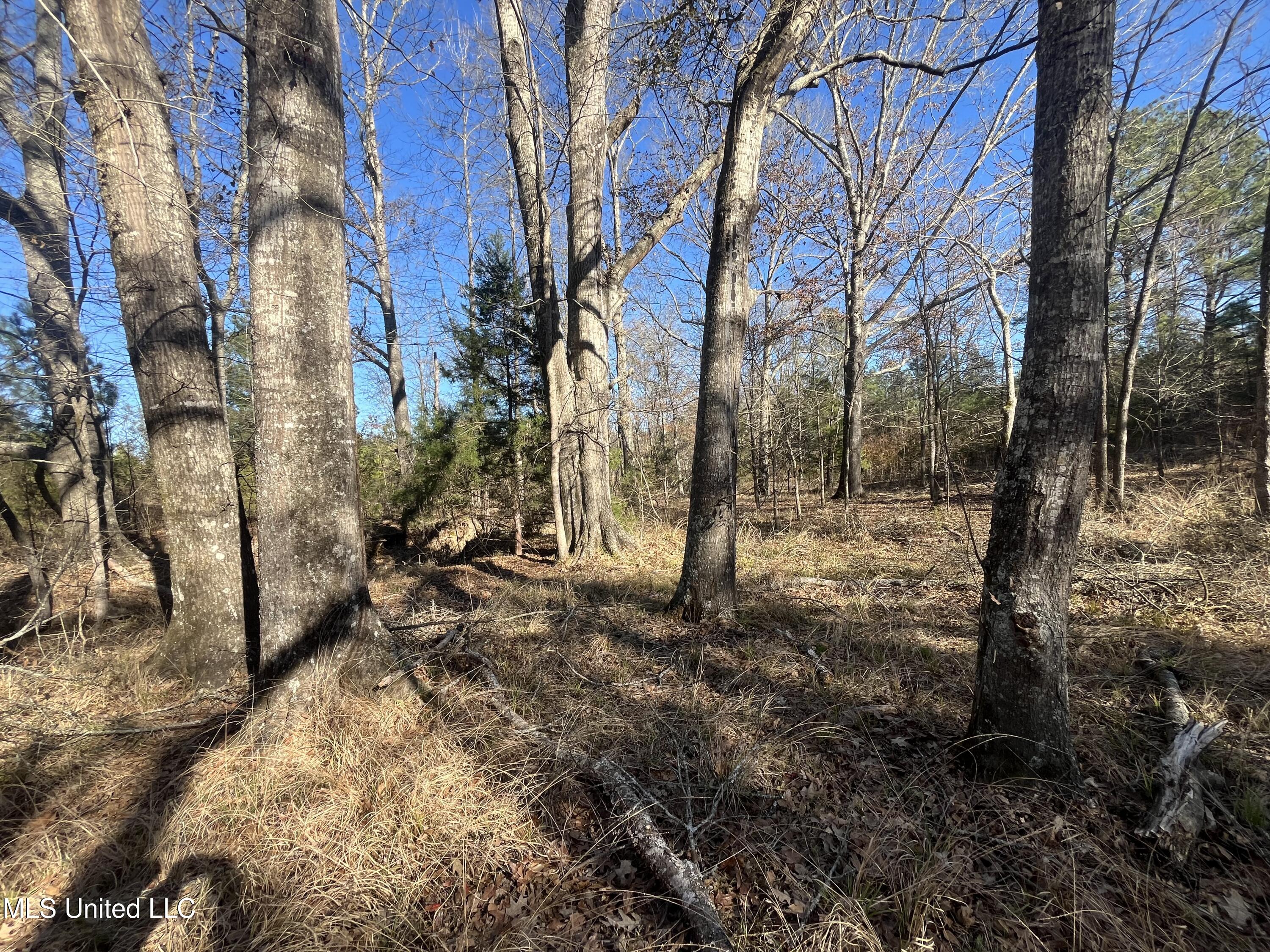 Holly Grove Lane, Hermanville, Mississippi image 6