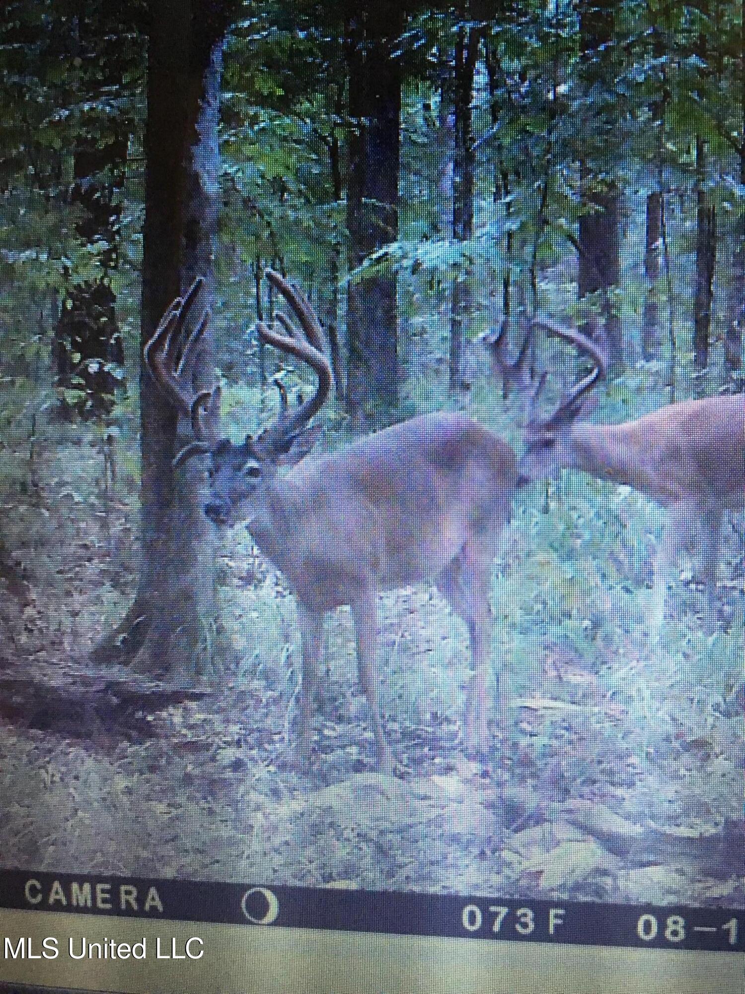 Holly Grove Lane, Hermanville, Mississippi image 33