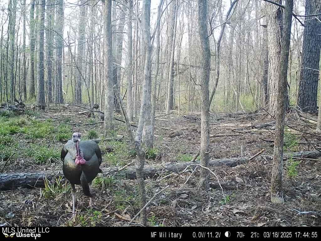 Holly Grove Lane, Hermanville, Mississippi image 31