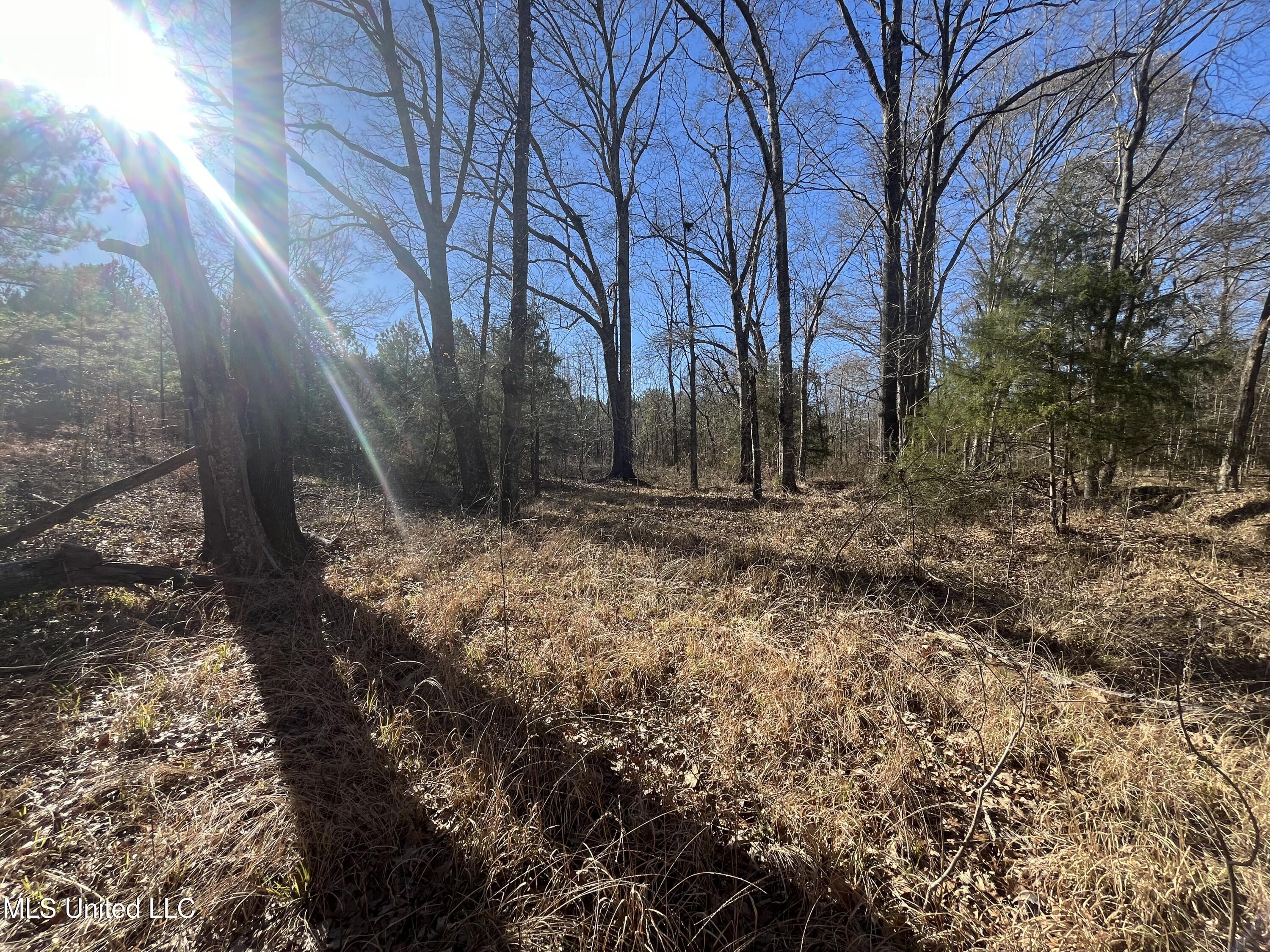 Holly Grove Lane, Hermanville, Mississippi image 5