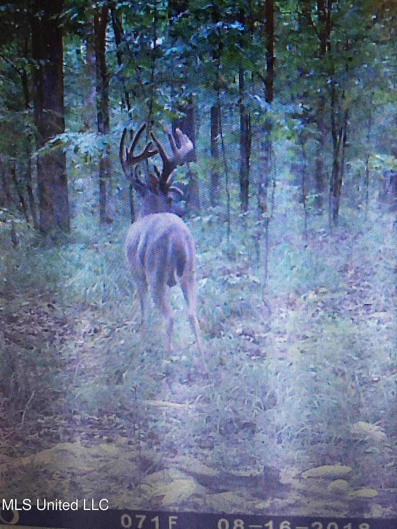 Holly Grove Lane, Hermanville, Mississippi image 34