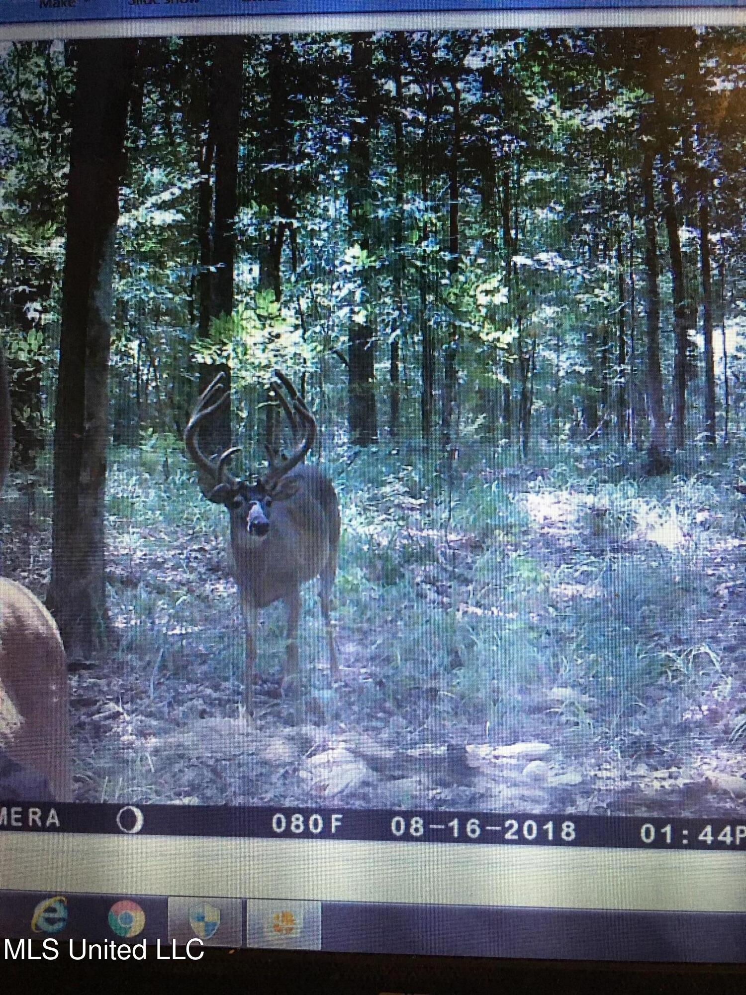Holly Grove Lane, Hermanville, Mississippi image 32